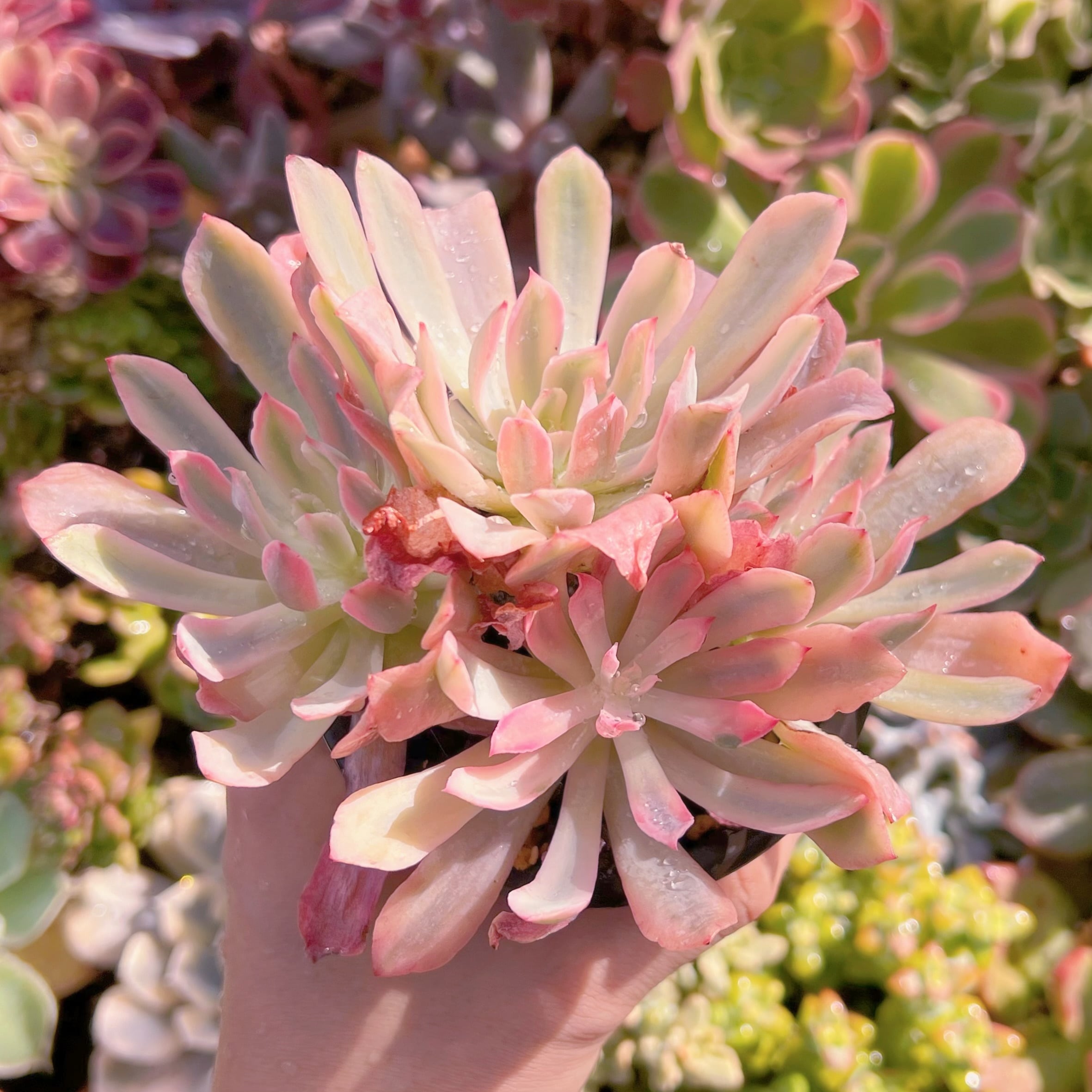 多肉植物　hoveyi錦　群生　新入荷