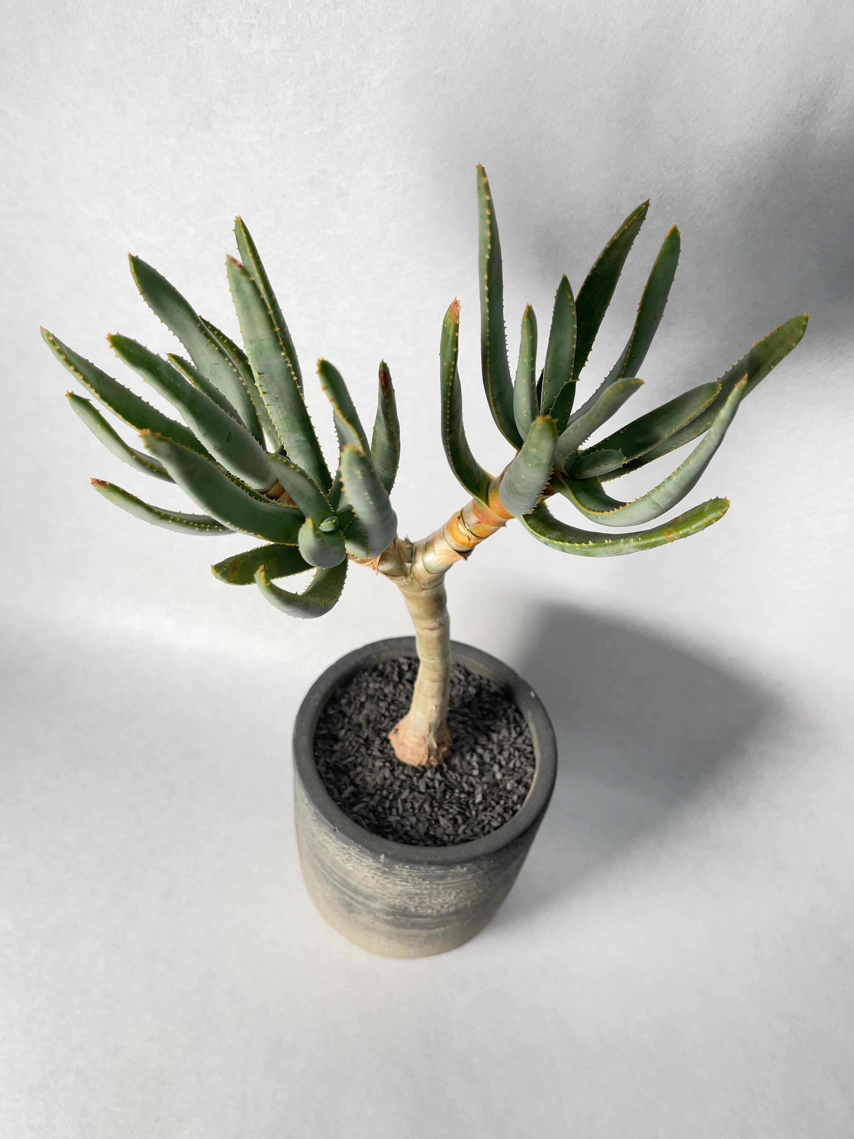 アロエ・ラモシシマ | trigger