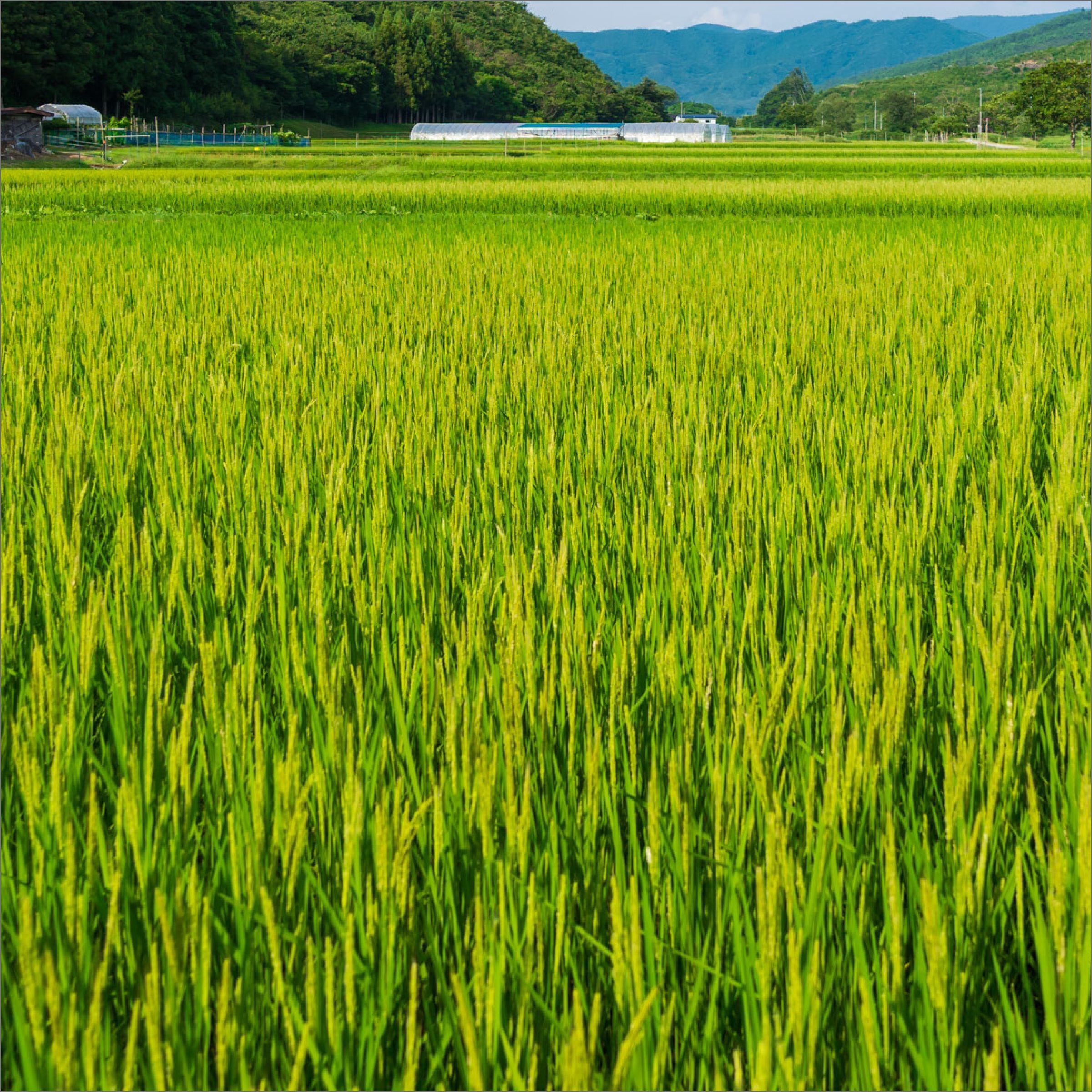 新米予約】ササニシキ - 5Kg（令和7年産） | 勘六縁のお米