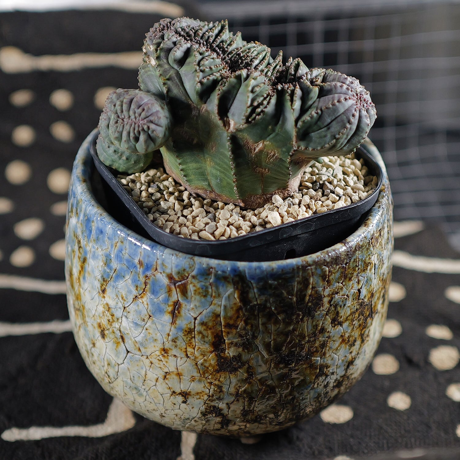 超厳選株】大株 最大幅約8.6cm 仔吹き 円扇綴化 オベサ