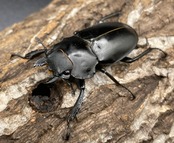 【WD】超大型大歯《アルケスツヤクワガタ 96mm ペア》