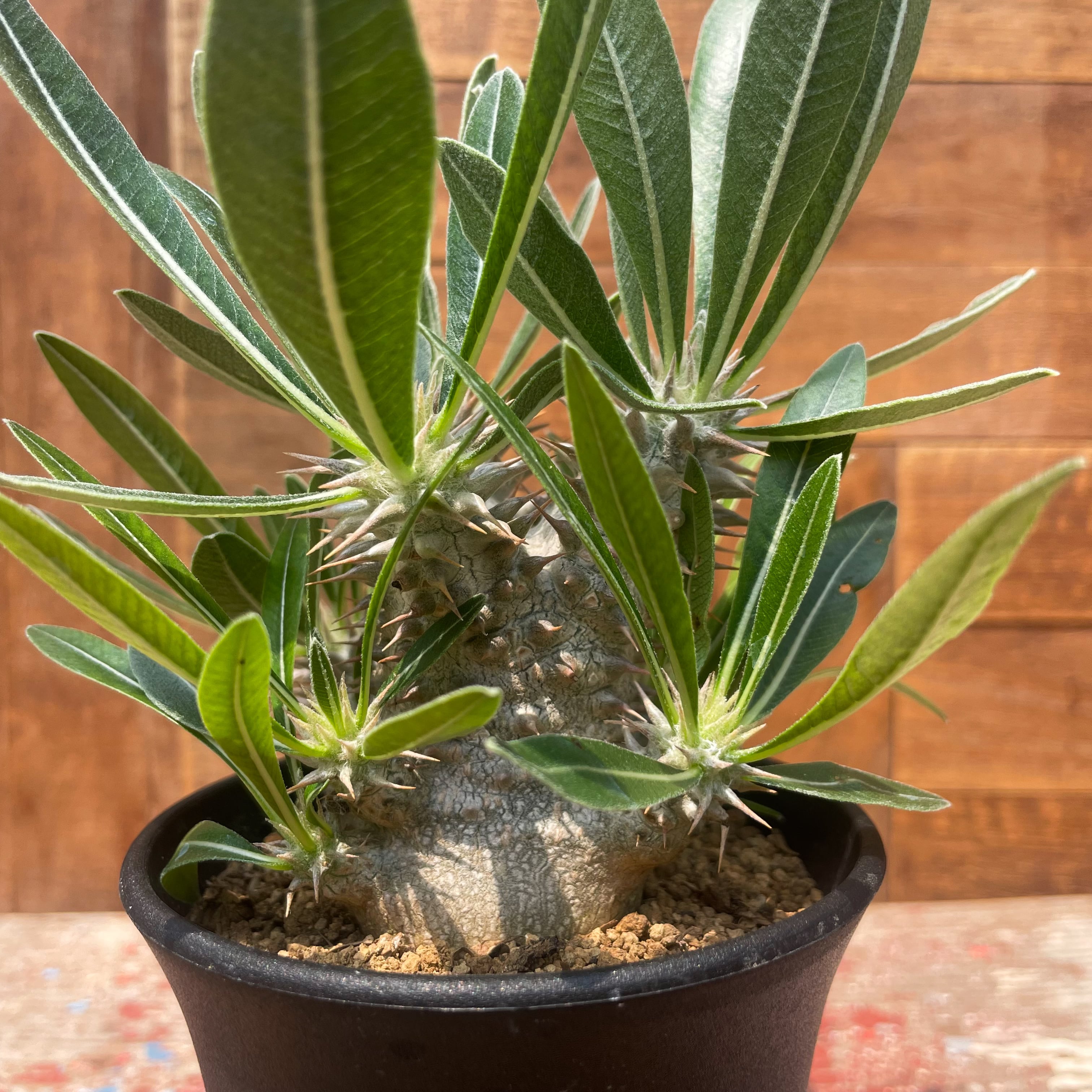 Pachypodium 'Itoh Hybrid'【パキポディウム・伊藤ハイブリッド