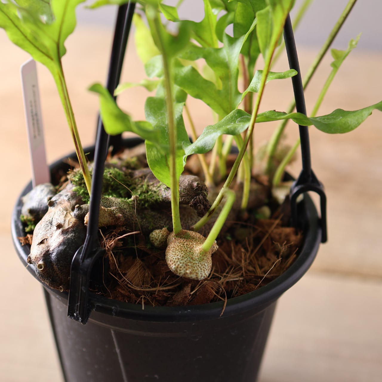 394 塊茎の中に小さな森『レカノプテリス クルスタセア』観葉植物