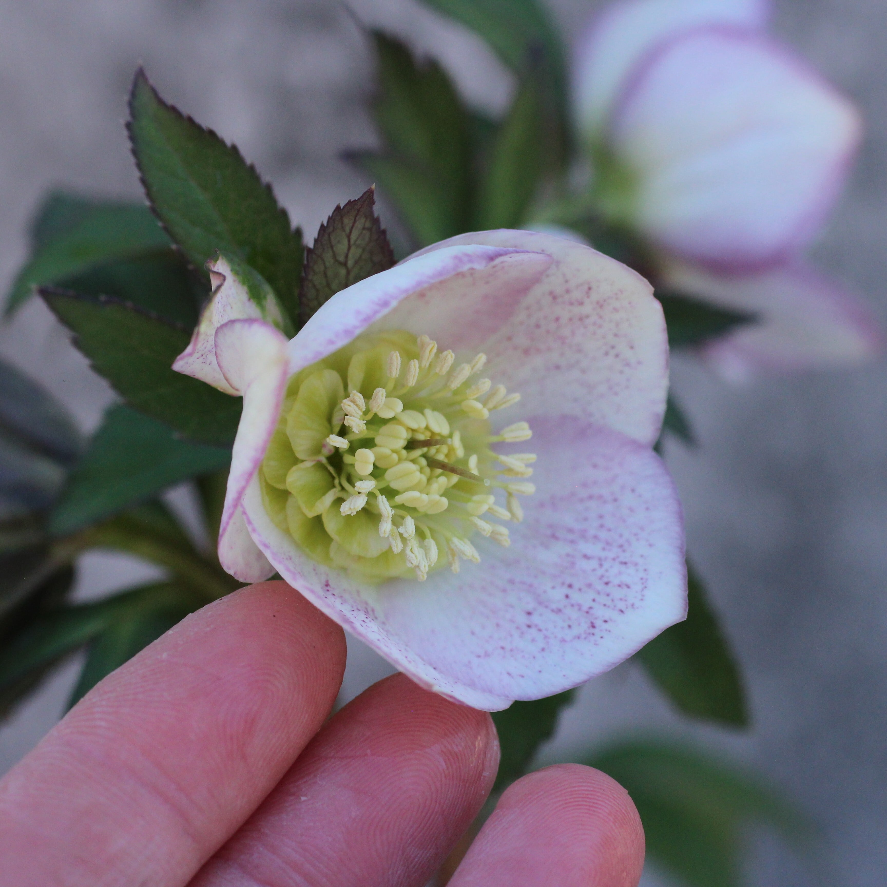 WS26-120 クリスマスローズ ウィンターシンフォニー ほんのりピンク