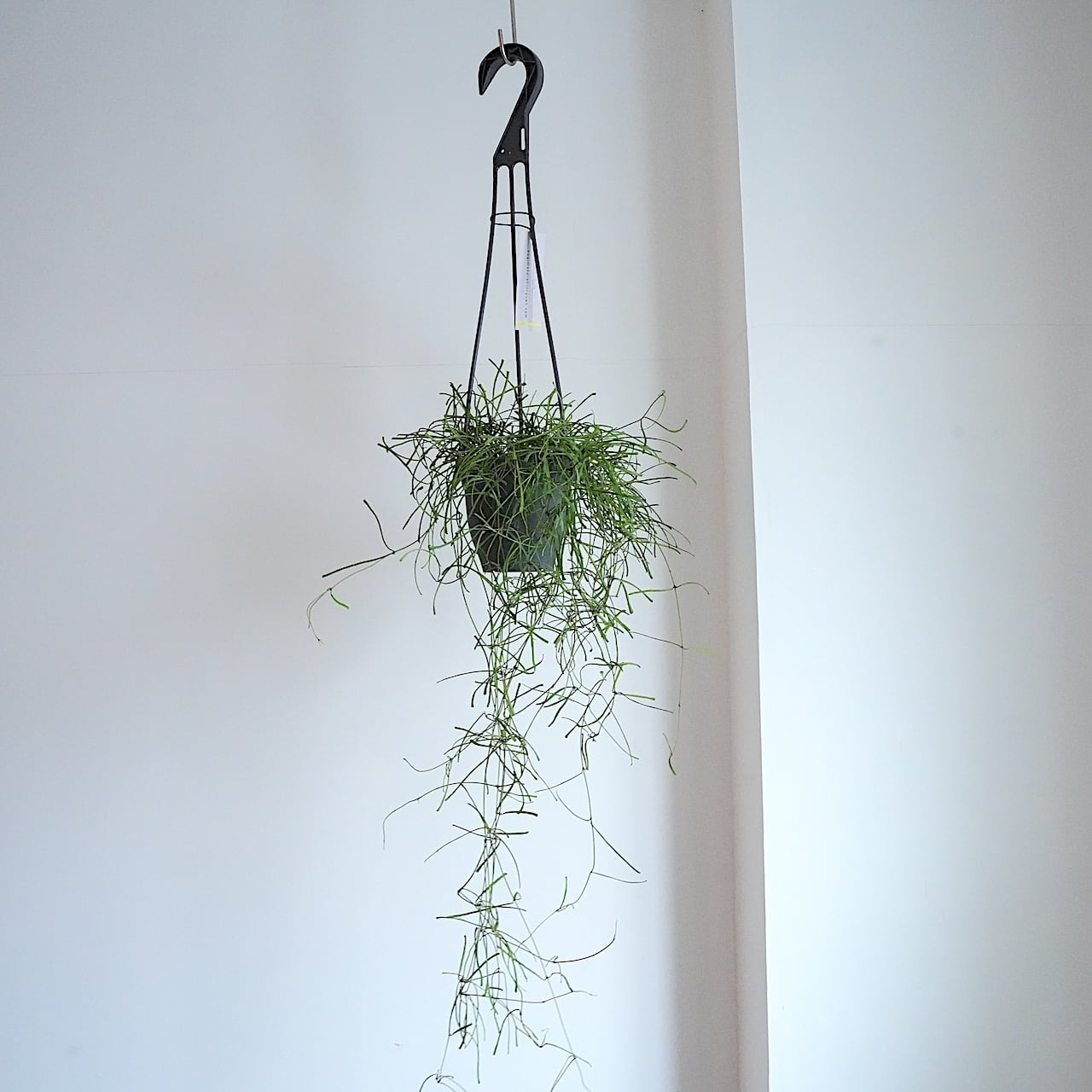 送料込み】ハンギング植物 ホヤ レツーサ 3.5号サイズ プラ吊り鉢