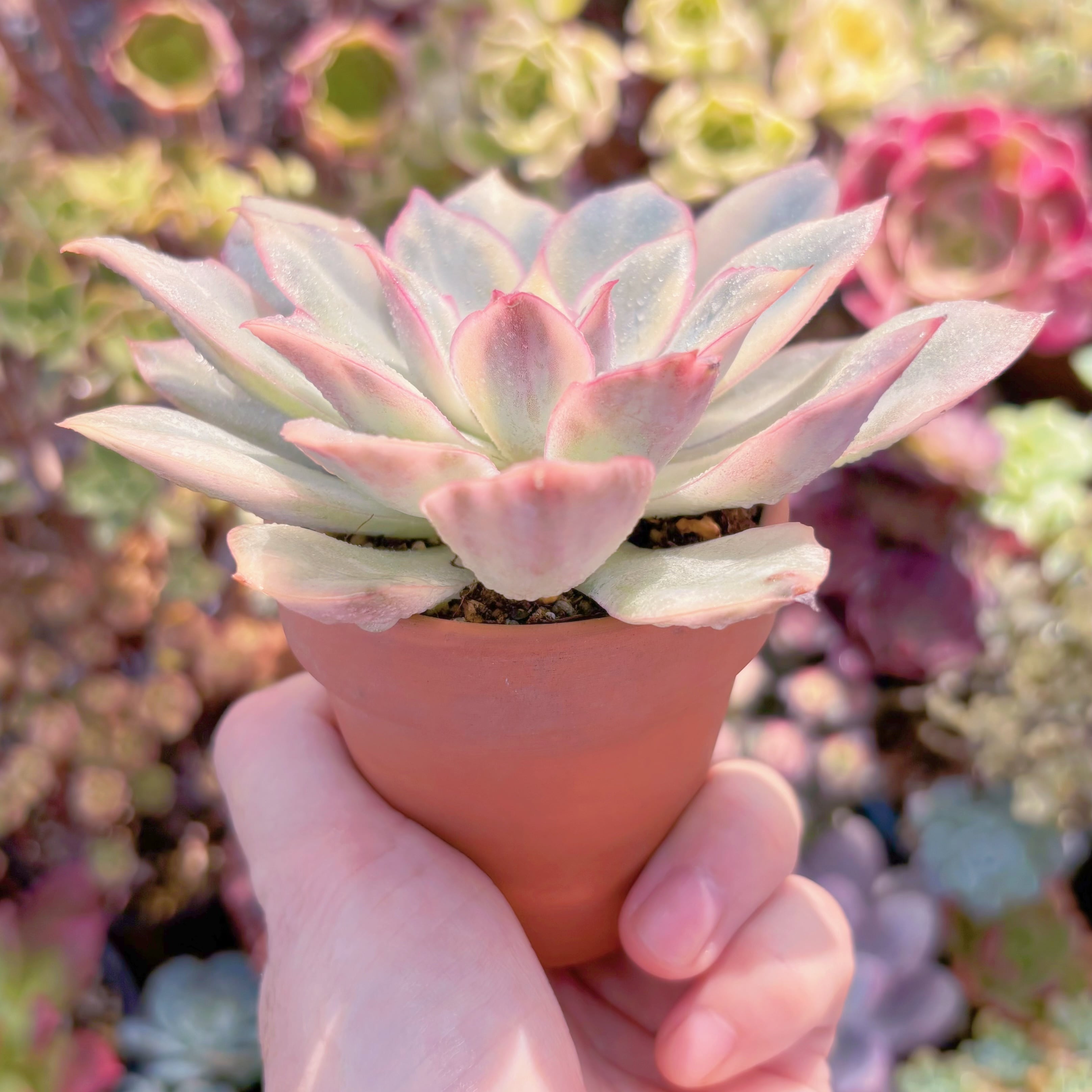 多肉植物 月光女神錦(中) 新入荷 るる農園 | るる農園~多肉植物専門