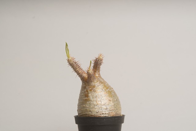 パキポディウム グラキリス no. 1〈発根済み〉