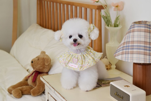 〈即納アイテム〉apple mellow / Flower Print Cape – Yellow