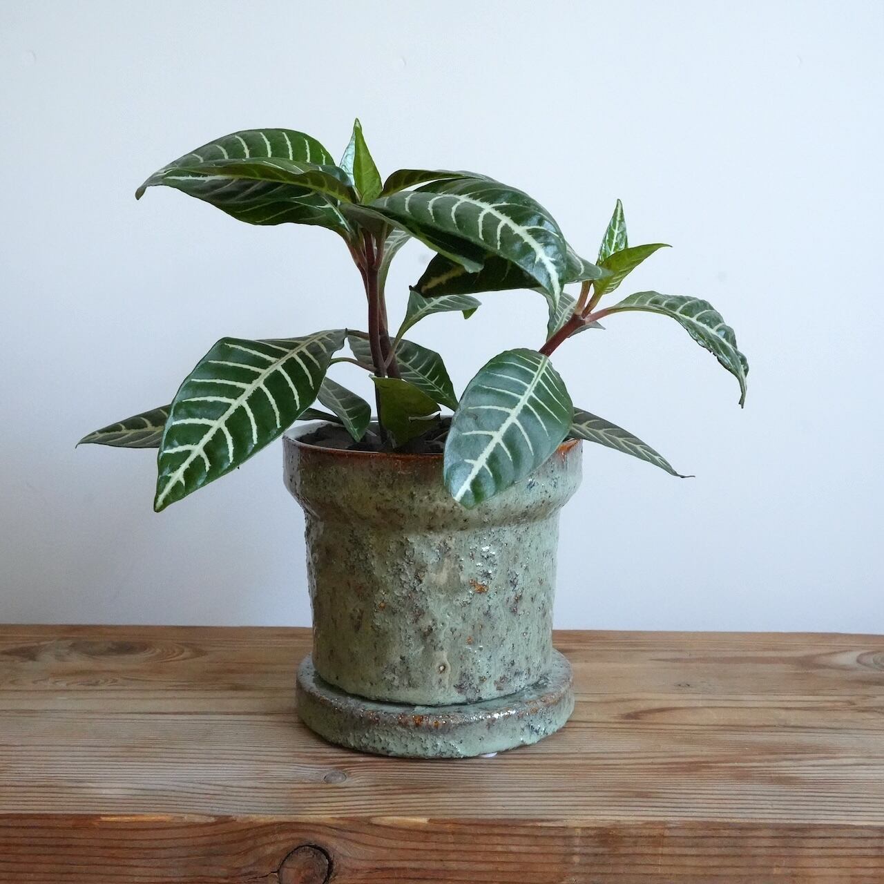送料込み】観葉植物 アフェランドラ トロピコ 4号サイズ 陶器鉢 | 草陽香