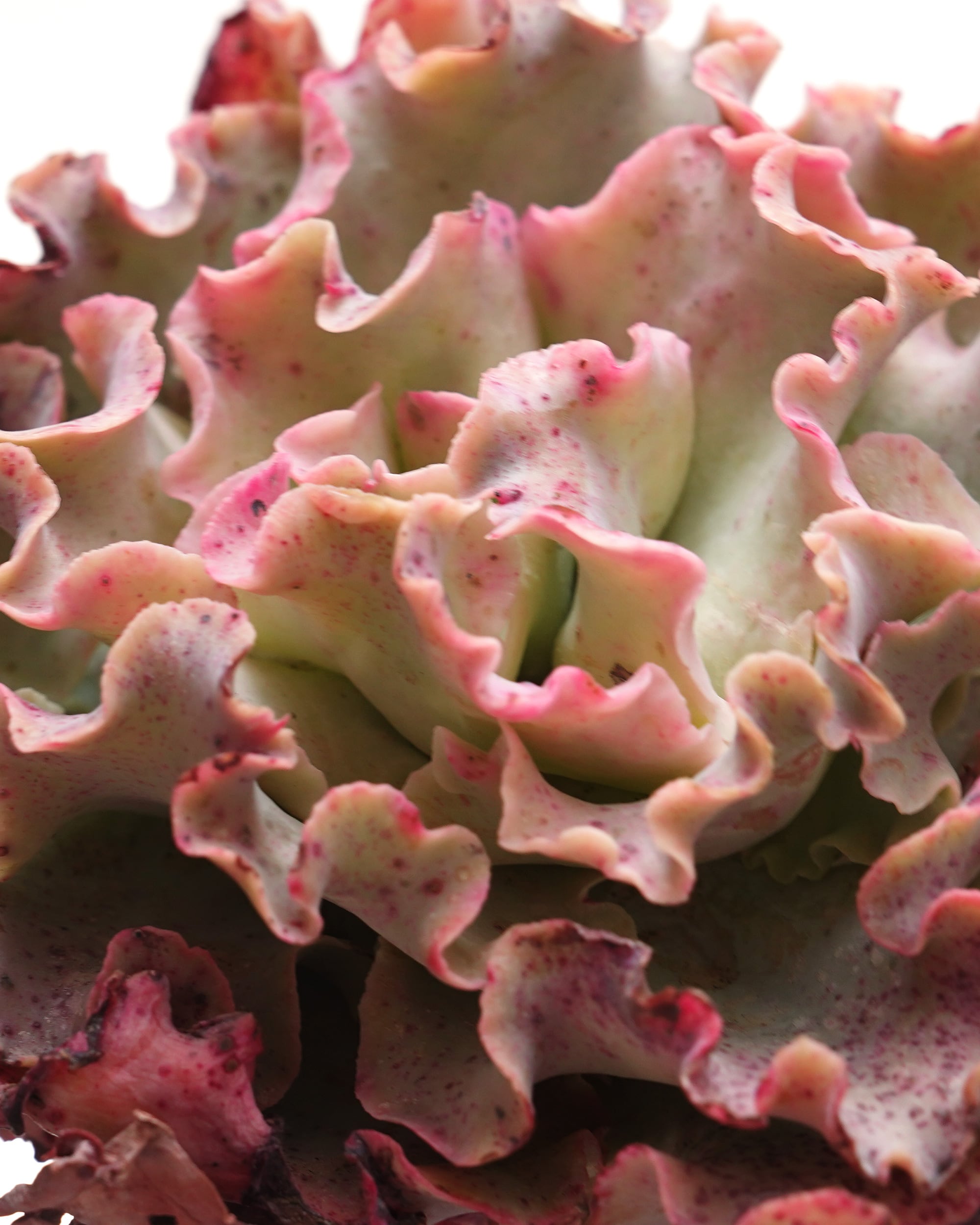 抜き苗 ダドレア グノマ Dudleya gnoma | PUKUBOOK SUCCULENTS