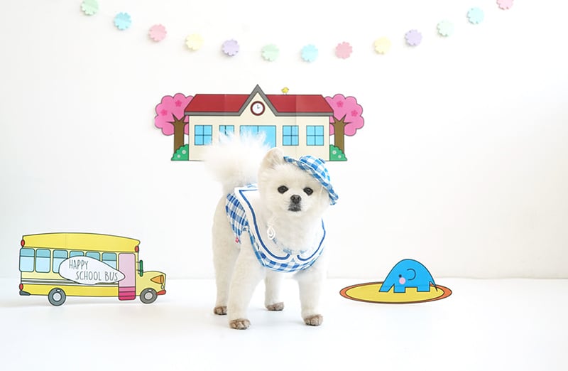 【SALE】幼稚園トップスセット S ~ XL 2color / 犬服 新作 可愛い 犬の服 ワンコ服 ペット 猫 ドッグウェア お揃い top69