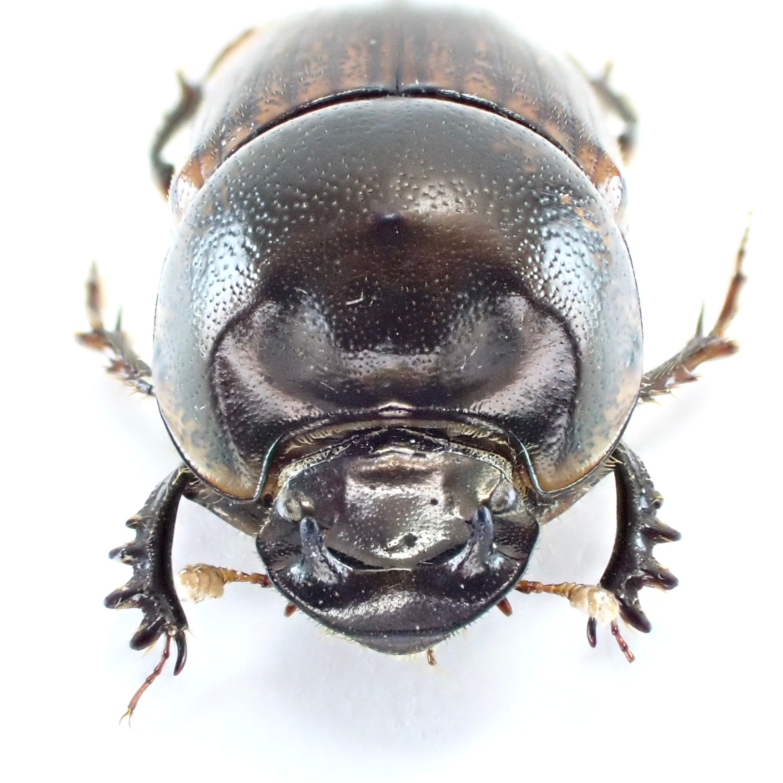 インドネシア産 Onthophagus sagittarius ♀♂ 11mm/11mm XXL インドネシア産 Onthophagus sagittarius ♀♂ 11mm/11mm XXL