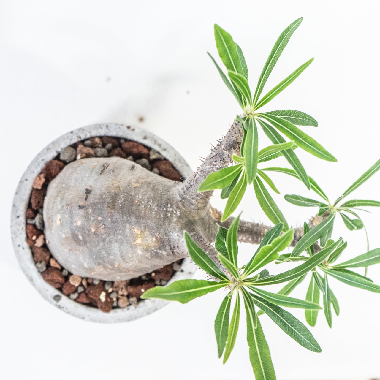 コーデックス グラキリス 葉付き抜群の健康株 胴回り30cm超え 無骨で映えるモルタル鉢付き