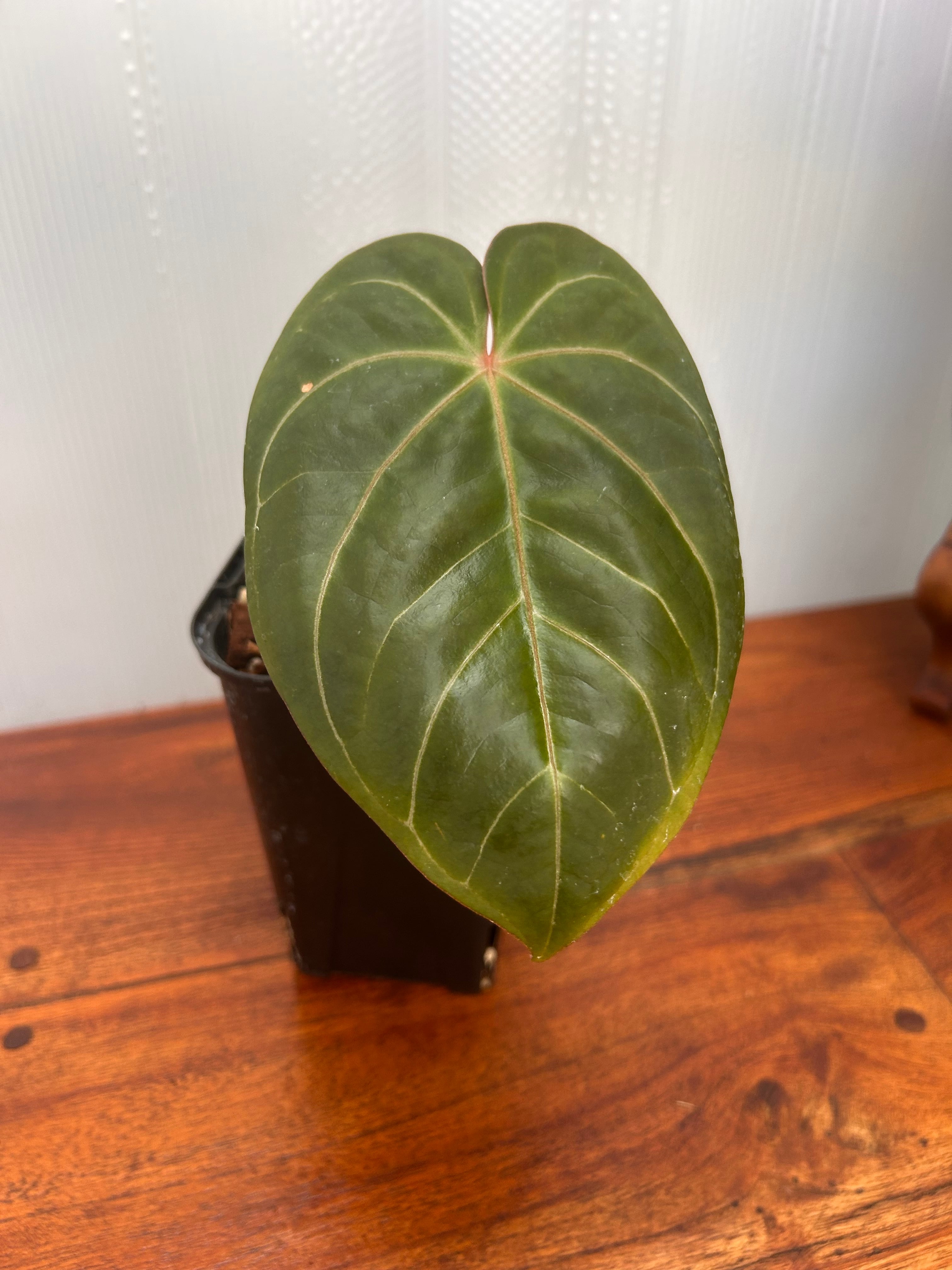 Anthurium | BALI-AN 園芸