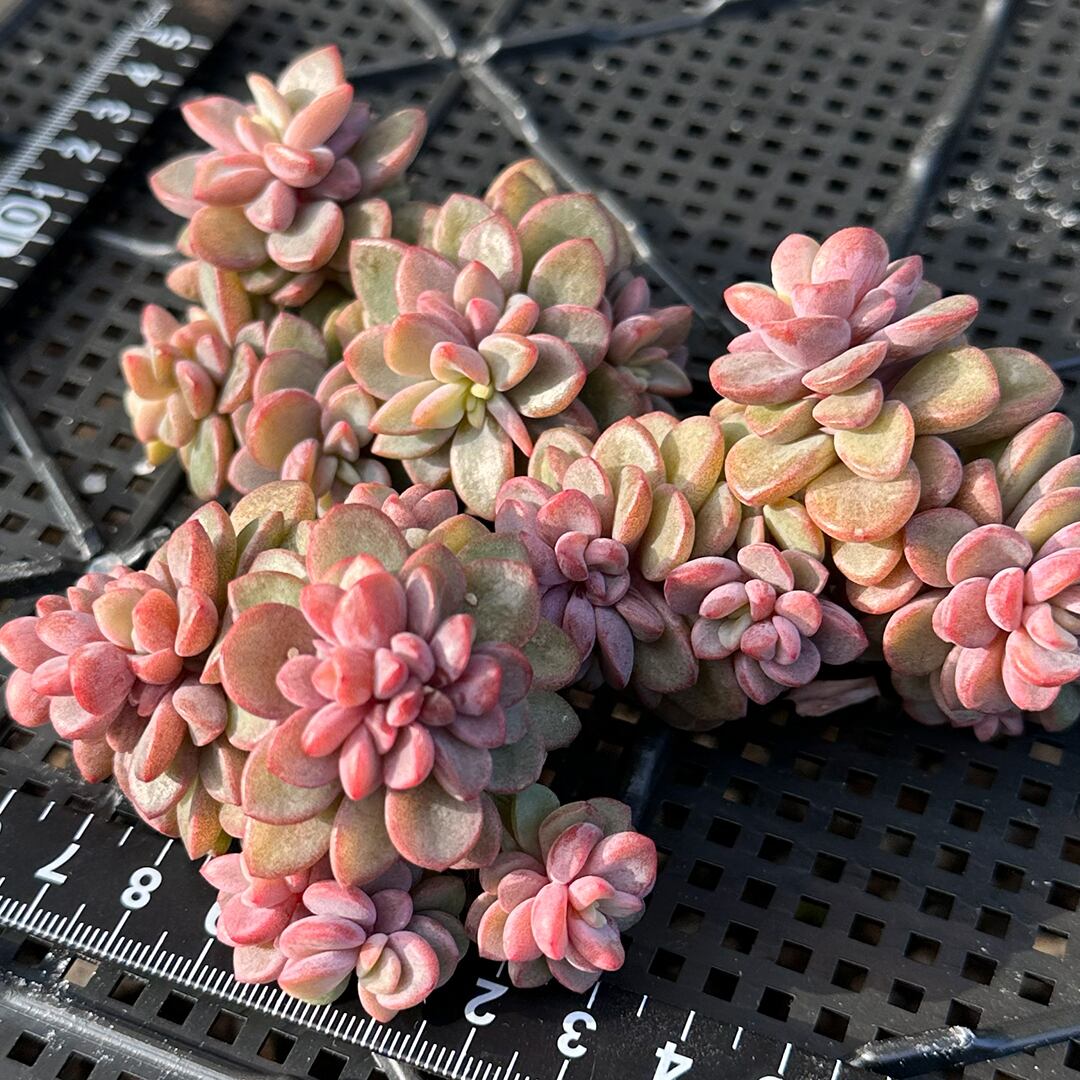 Top【選抜株】多肉植物　24435cv レズリー錦　30個　鉢無し/脱土 レズリー 多肉植物 韓国苗 | REONA Succulents