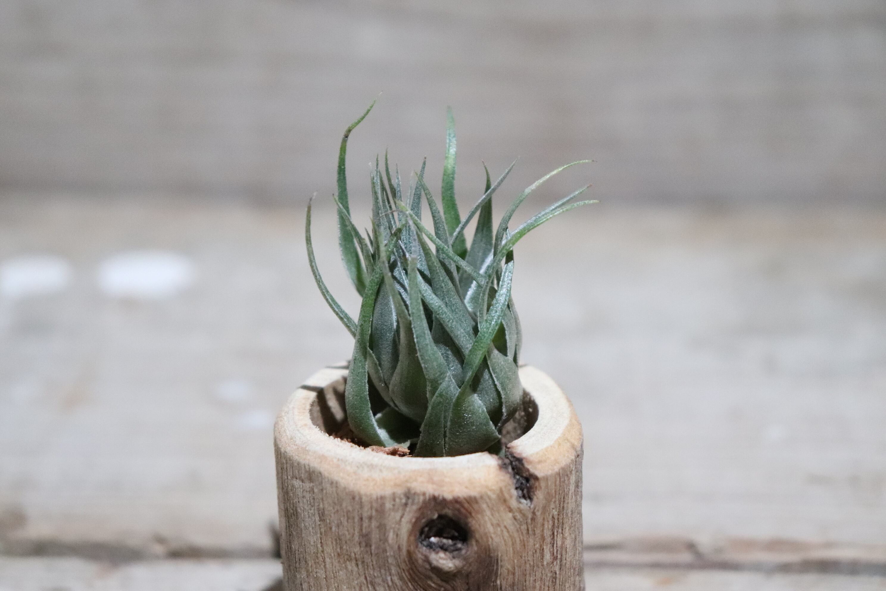 チランジア カウツキー (カウツキー氏由来の天然クローン)