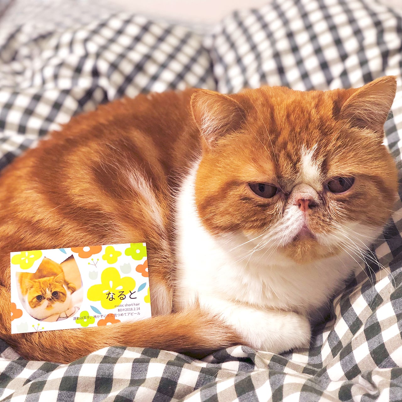 看板ネコ紹介サイトの掲載枠限定：1種類・100枚】看板ネコちゃん