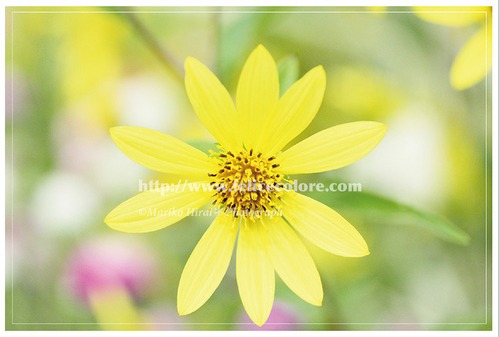 ポストカード＊【キミに会えたから】