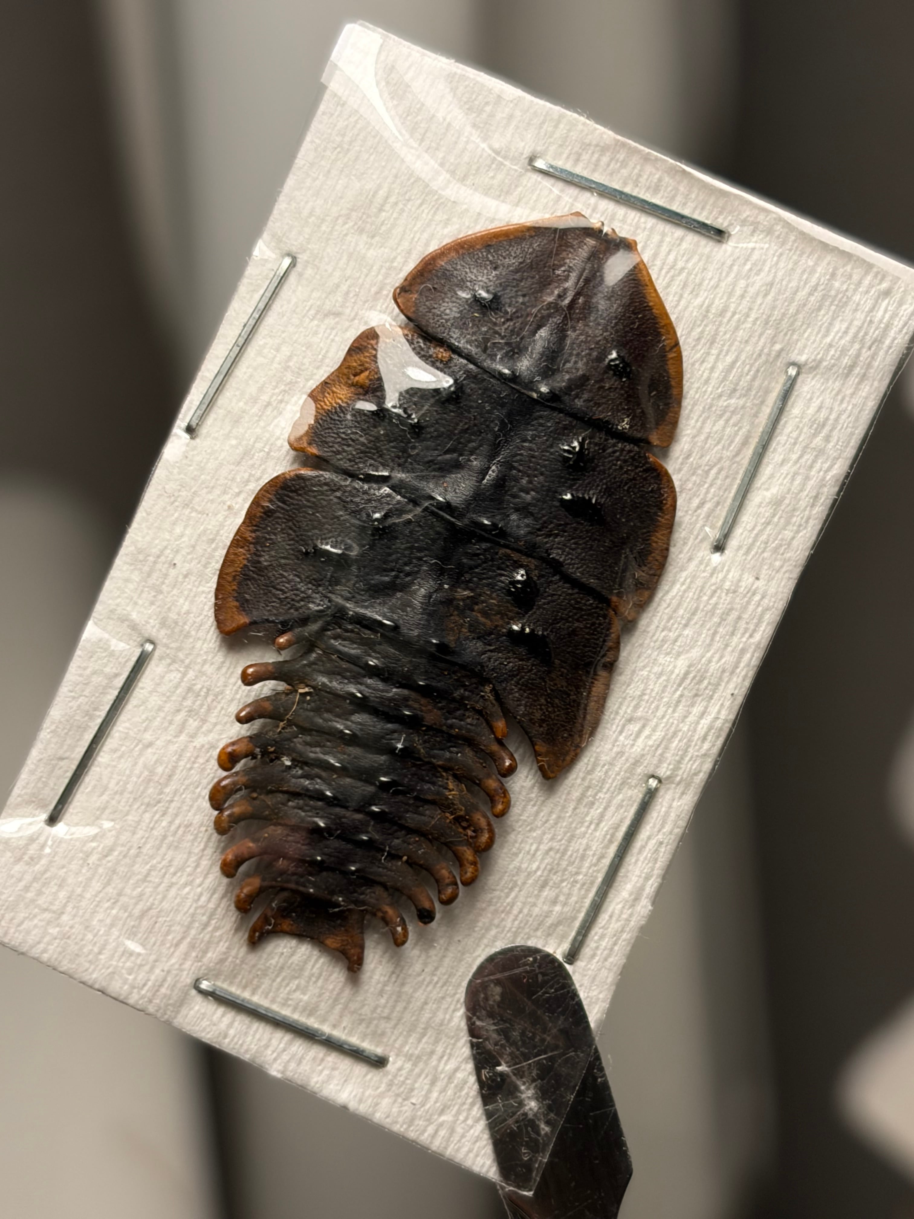BIG】サンヨウベニボタルの昆虫標本ホタル標本 蛍タランチュラムカデ