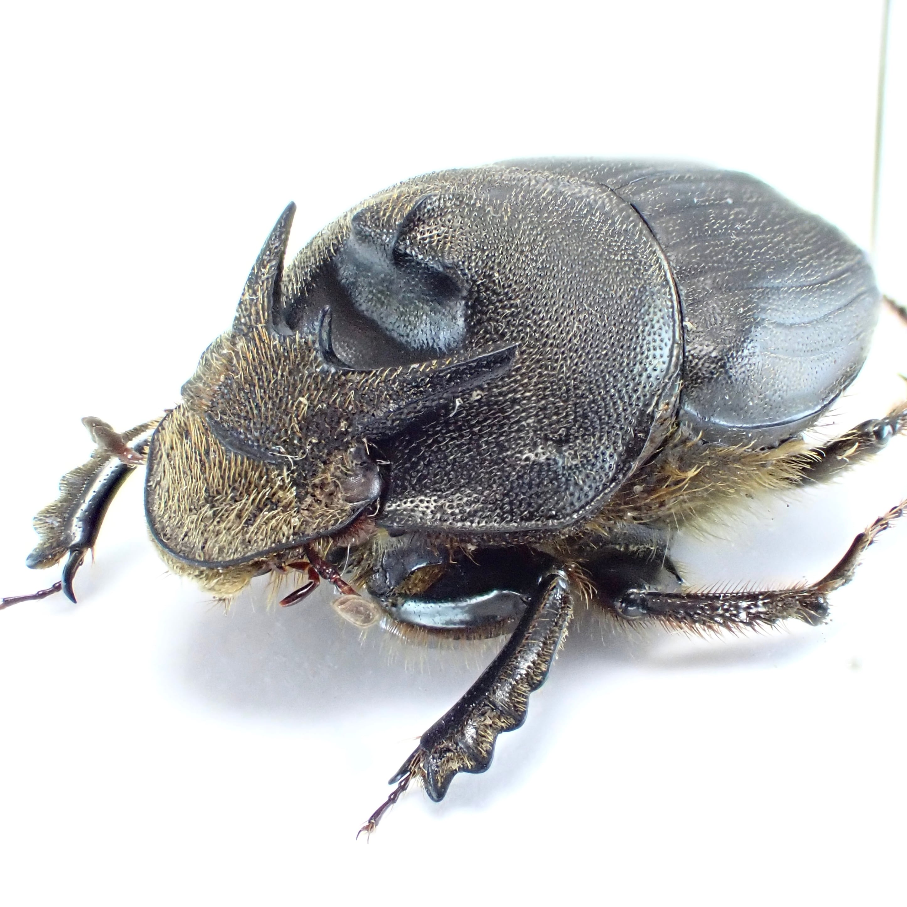 ザンビア産 Proagoderus nuba ♂♀ 20mm/19mm XXL | 昆虫標本 Diggers