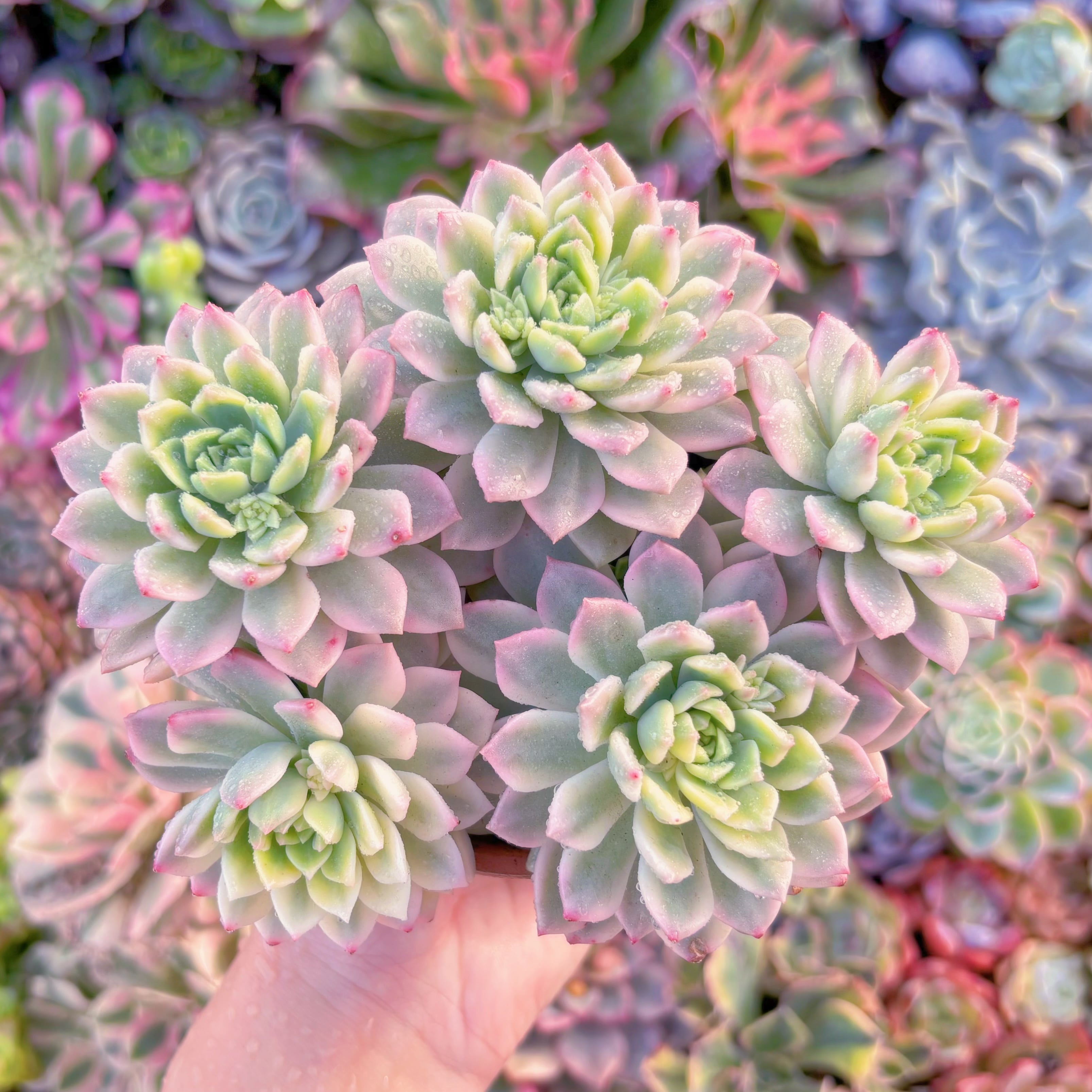 現品　マッコス錦#A041　大群生　新入荷　るる農園