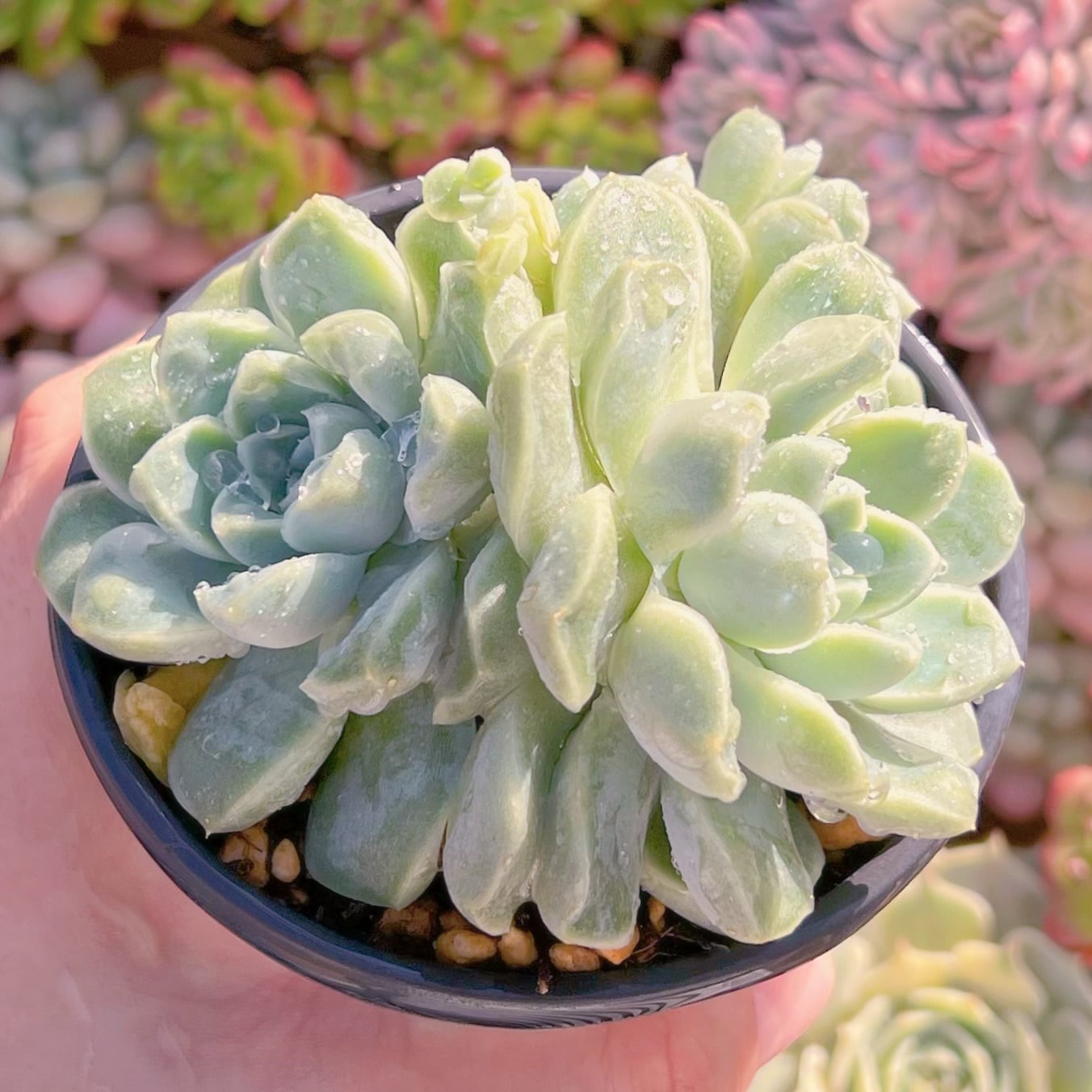 現品　Dodoli#832　新入荷　るる農園