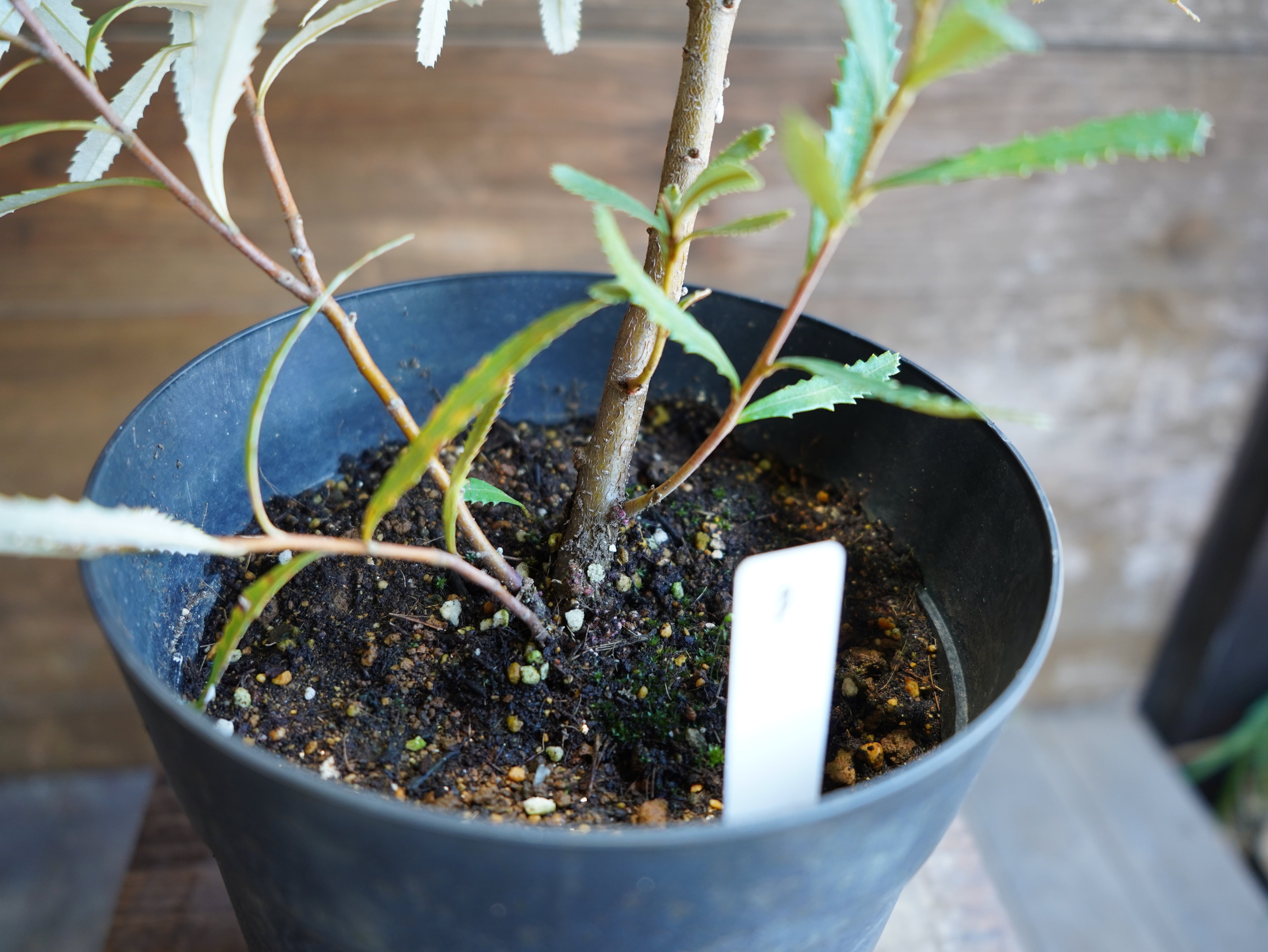 【現物】バンクシア　”オブロンギフォリア”　B