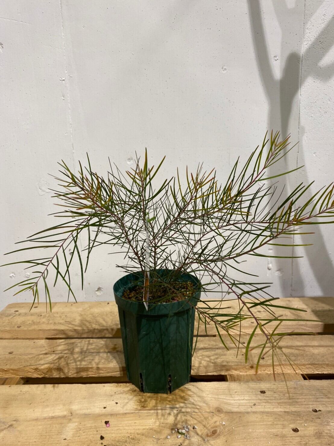 現品】アカシア・フロリバンダ フェニックスゴールド アカシアの木 10