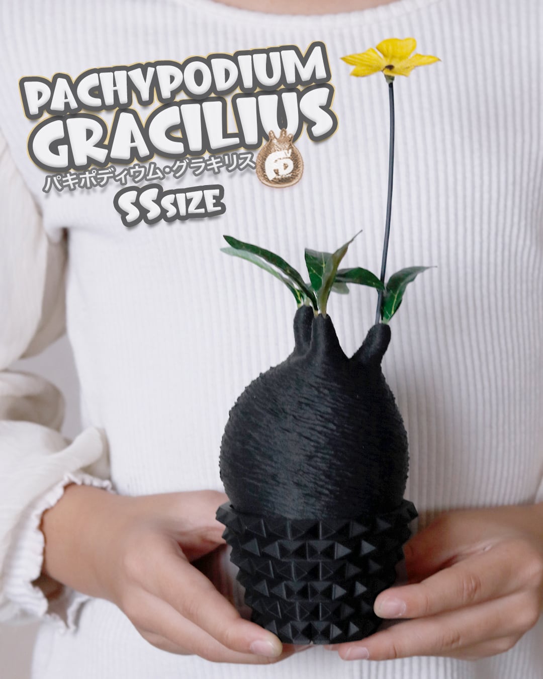 触れたくなるCaudex造形｜パキポディウム グラキリス｜(120x210) Ssize