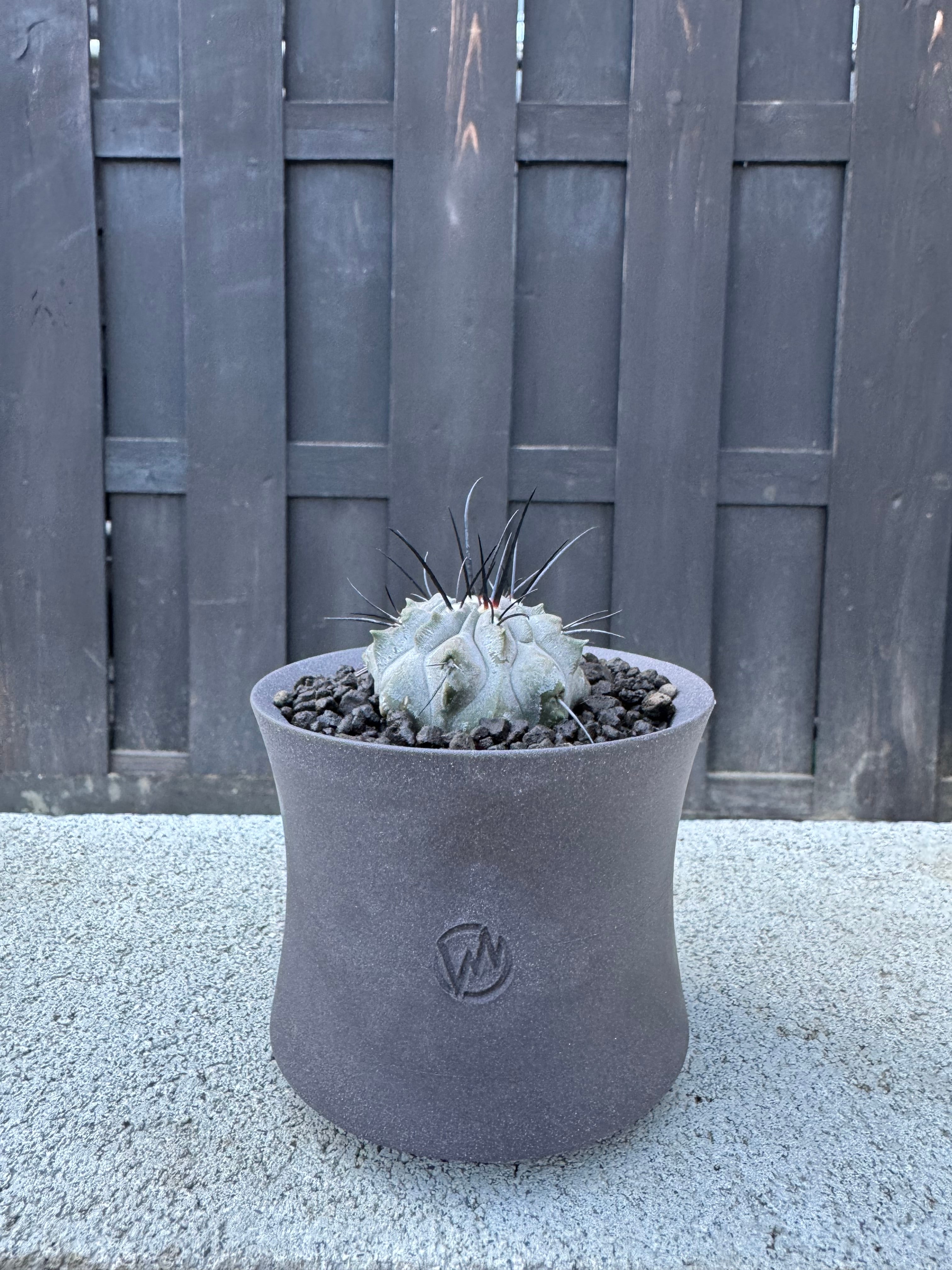 【極上品】Copiapoa dealbata × VALIEM GHOST【俺の黒士冠】コピアポア デアルバータ