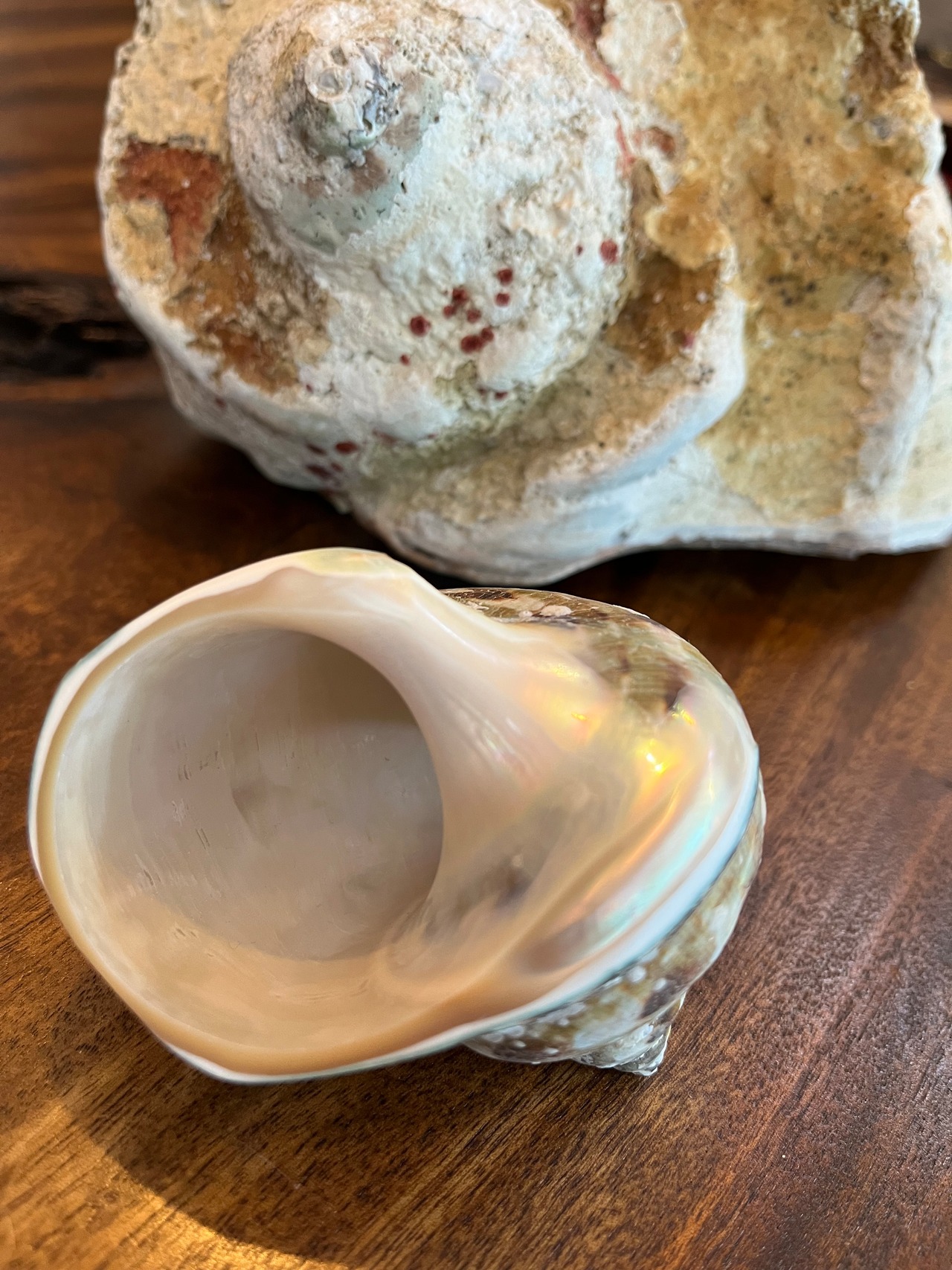 夜光貝ぐい呑み