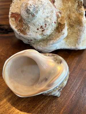 夜光貝ぐい呑み