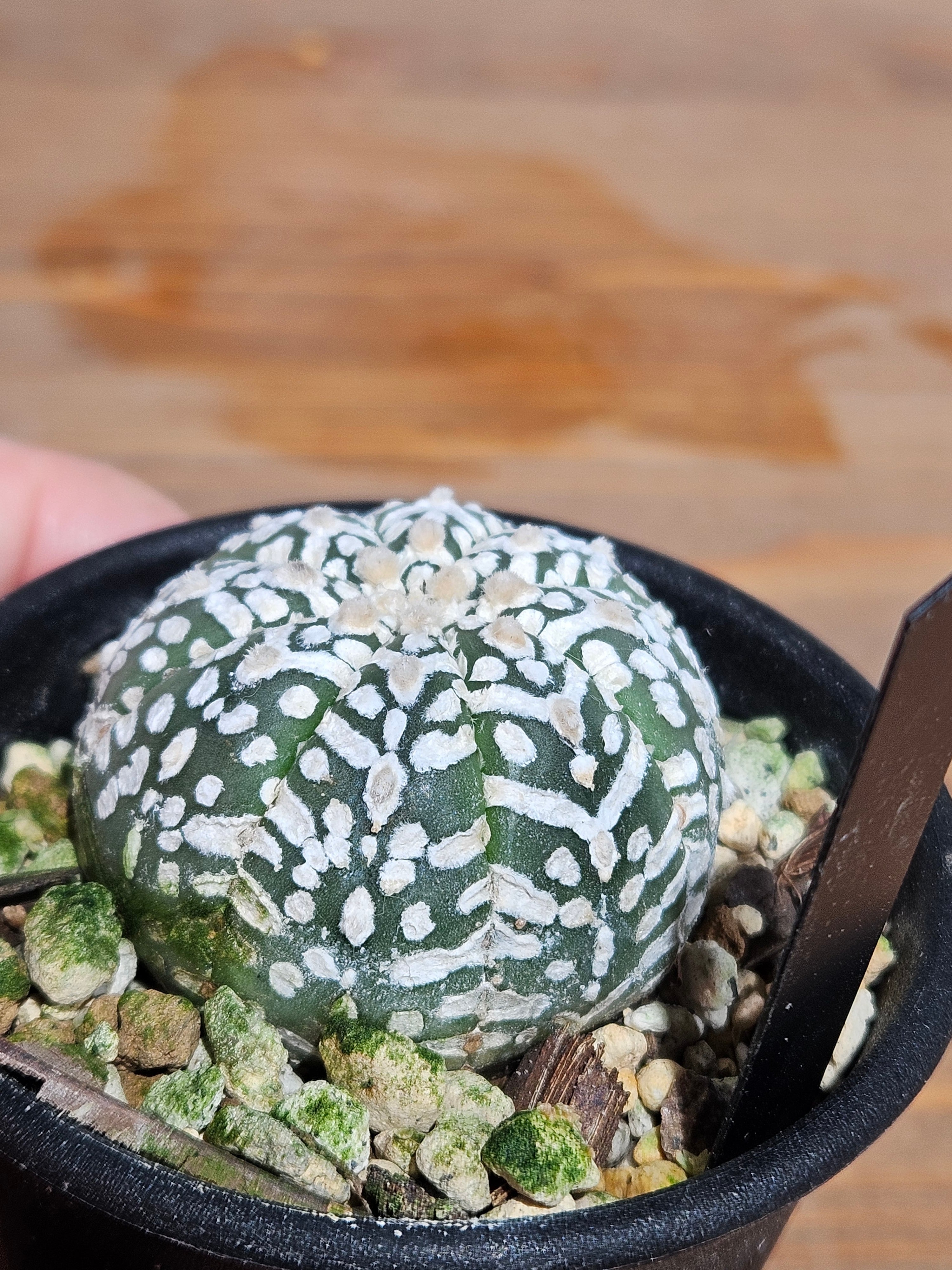 アストロフィツム スーパー兜 Vタイプ 4 アストロフィツム スーパー兜