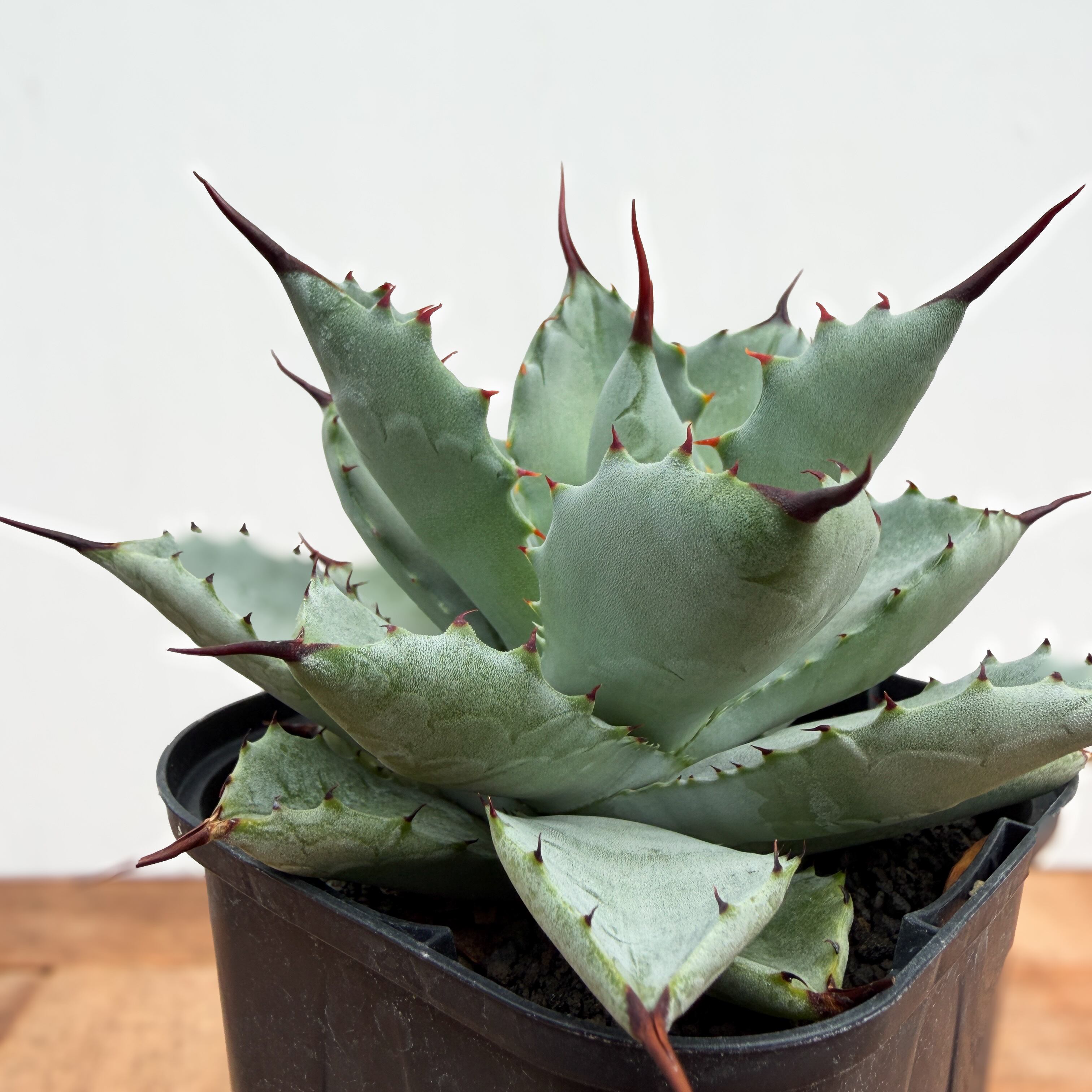 Agave potatorum × macroacantha【アガベ・八荒雷神】 | RIMO'S GREEN