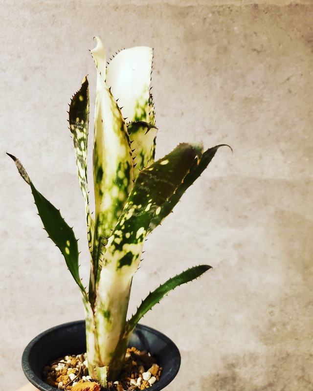 Billaergia Kolan Spot The Dot【artPLANTs】ビルベルギア/タンクブロメリ