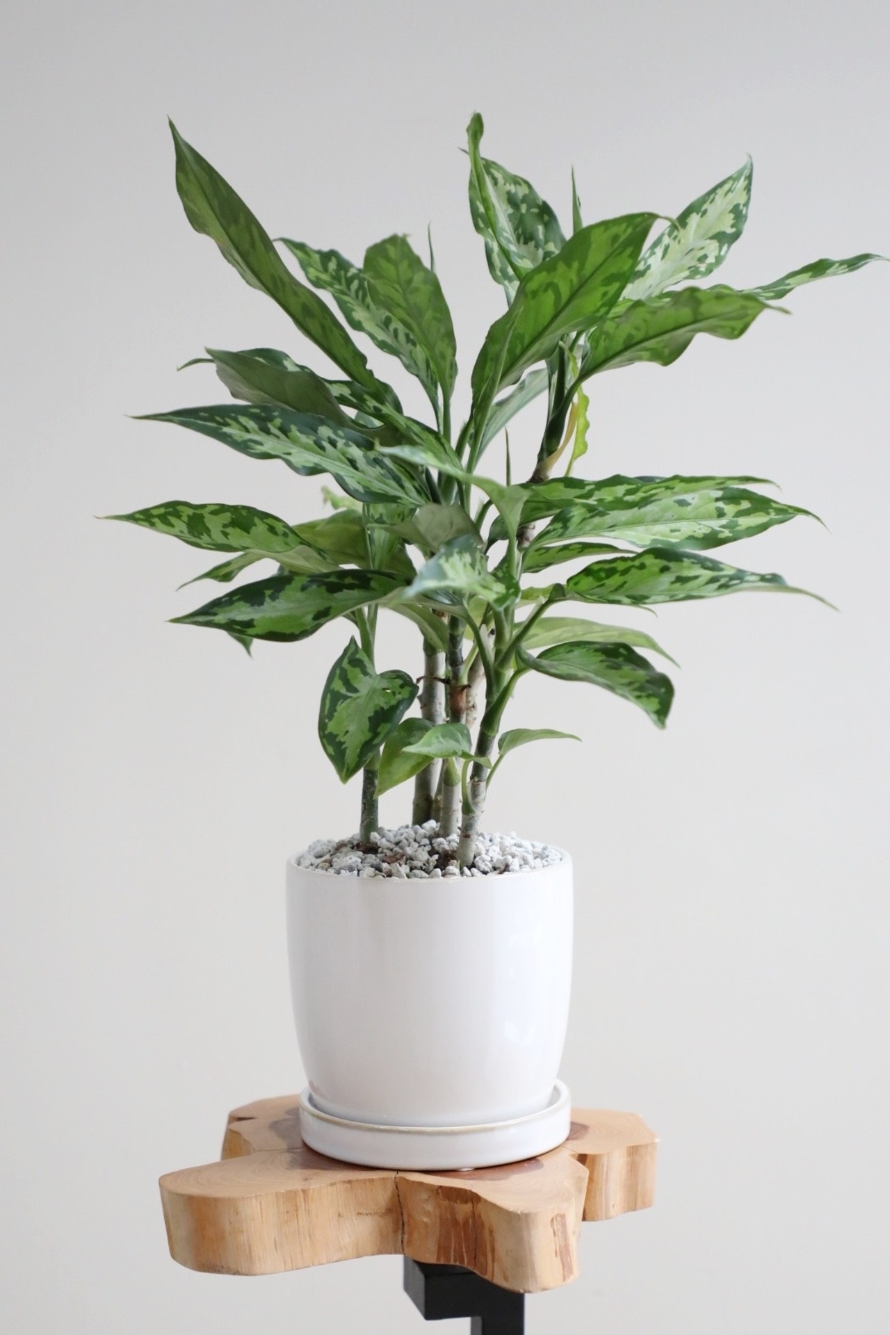 【S】アグラオネマ ピクタム エウレカ/Aglaonema  pictum