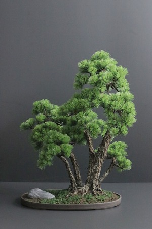 盆栽 松 Pinetree Bonsai #156