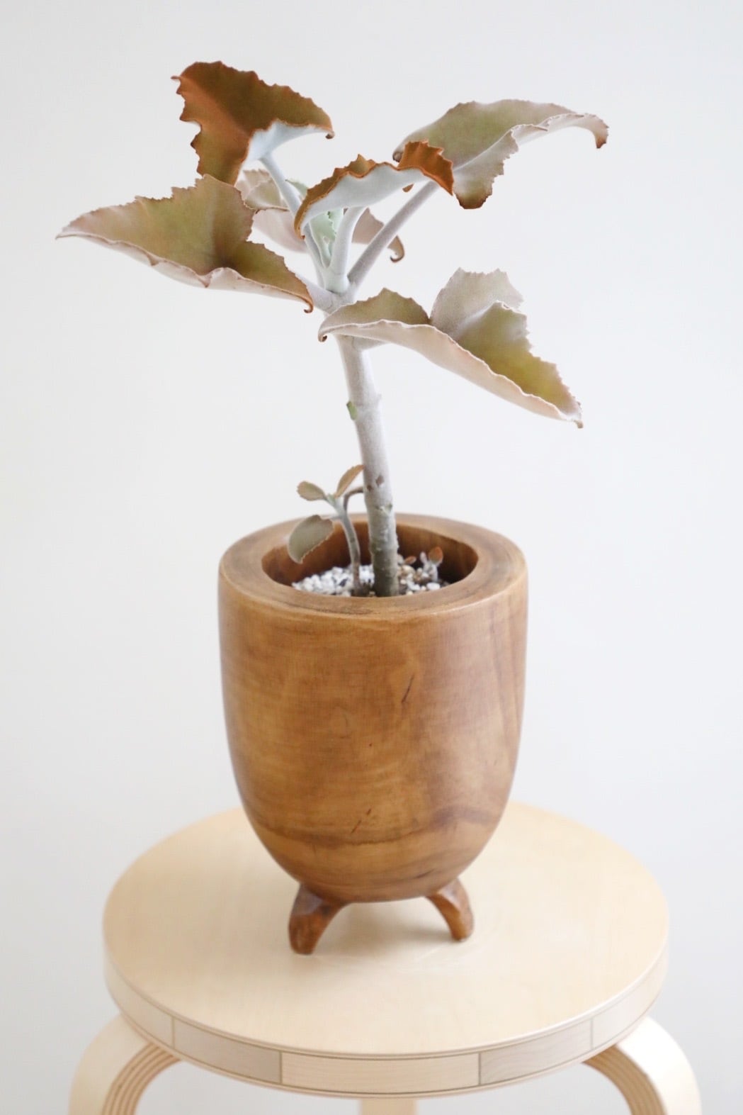 M】カランコエ ベハレンシス/Kalanchoe behalensis | 【厳選植物・器