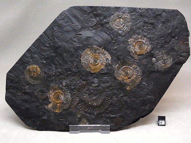 【 化石 】アンモナイト ダクチリオセラス Dactylioceras 8体密集頁岩プレート ドイツ ホルツマーデン産