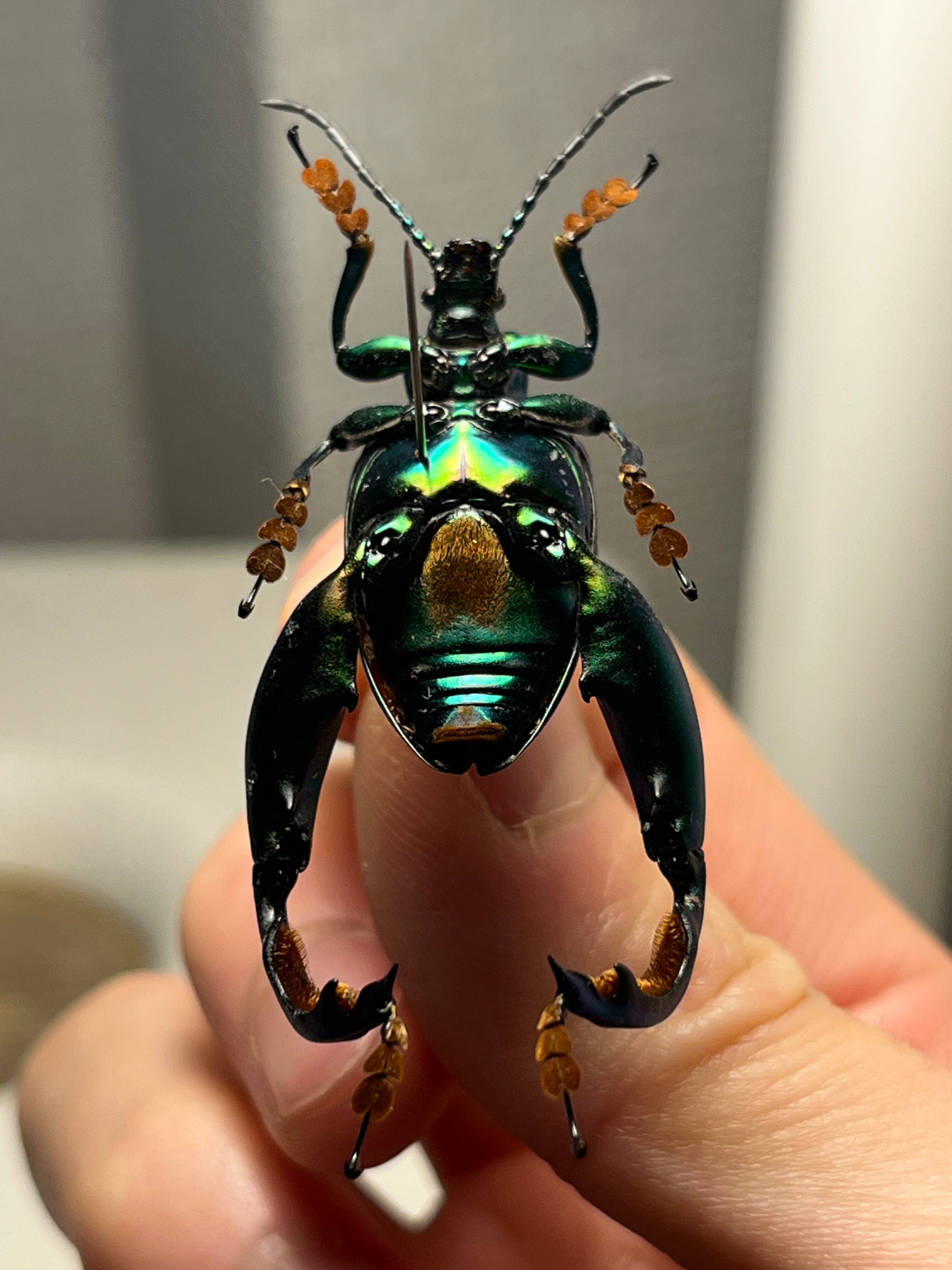 腿太葉虫最大種】Sagra buqueti モモブトハムシ プラチナコガネ