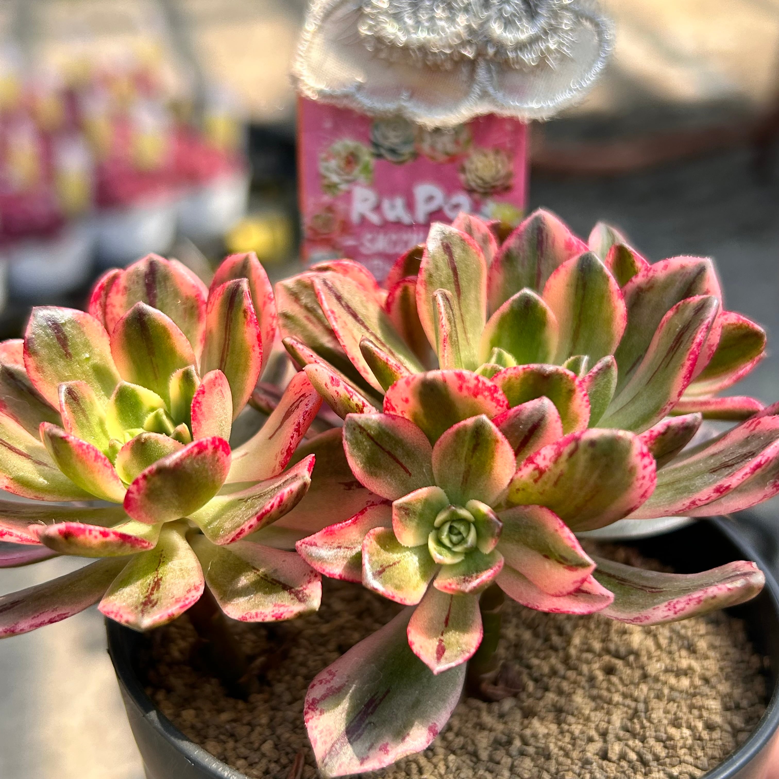 96#多肉植物アエオニウム錦❤️ブロンズメダル錦❤️50-60大頭27cm 拔き苗 T)ブロンズメタル錦 アエオニウム | RuPo 多肉植物専門店