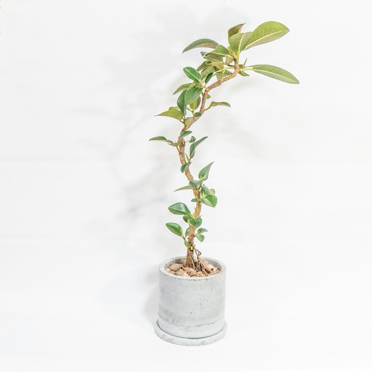 フランスゴムの木 自然の曲線美を楽しむ枝ぶり 無機質な鉢と調和した一鉢