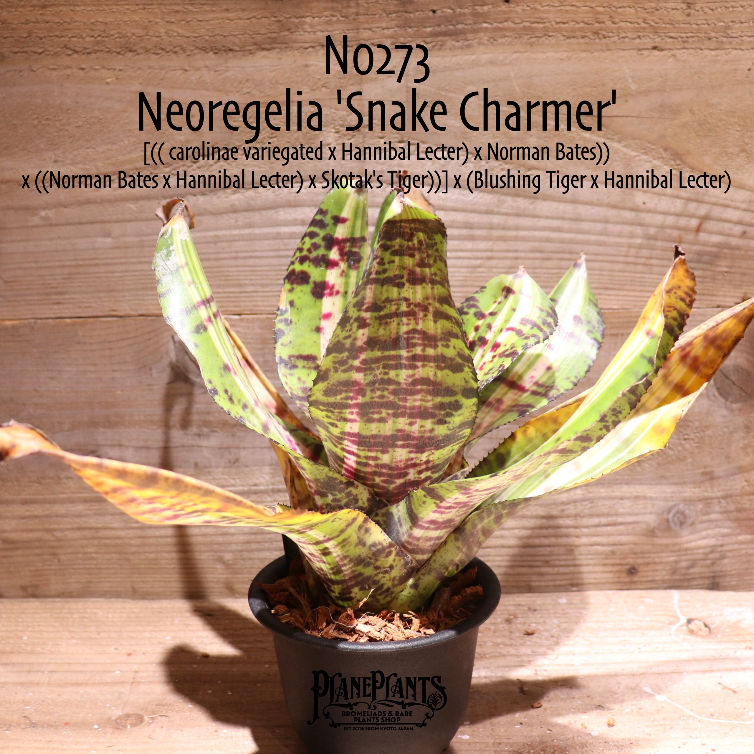 ネオレゲリア ノーマン・ベイツ　Neoregelia Norman Bates ネオレゲリア ノーマン・ベイツ Neoregelia Norman Bates