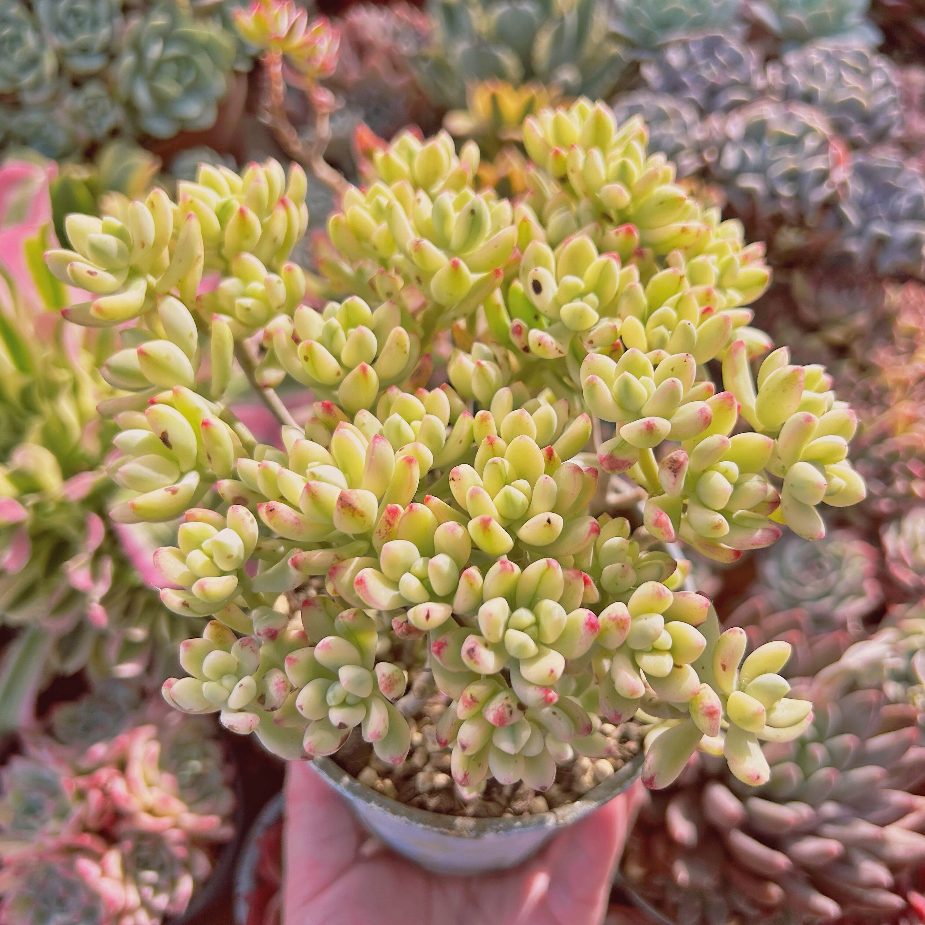 多肉植物 新品種 Sedum マイキーシュガー錦 特大 | るる農園~多肉植物専門