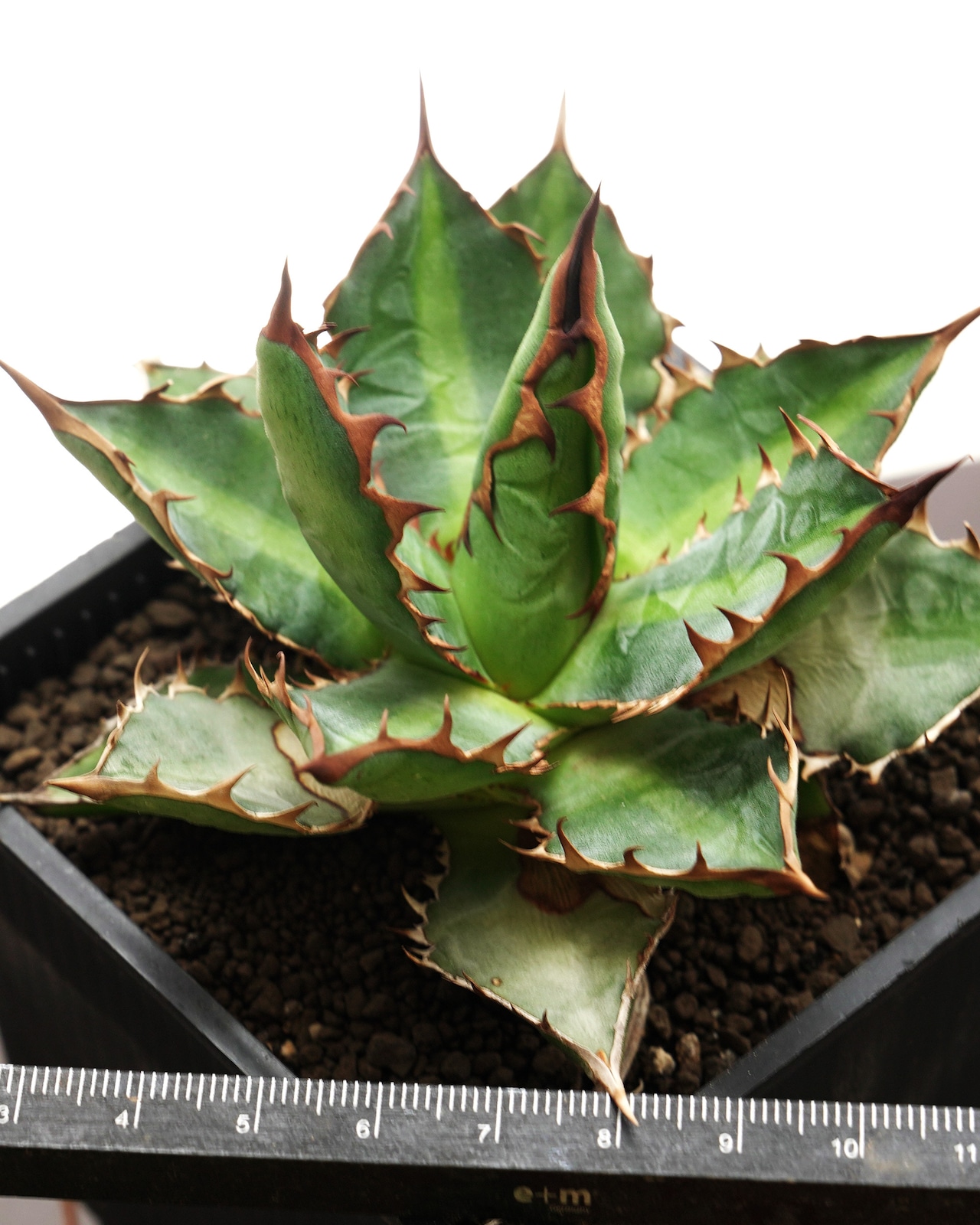 【PREMIUM】 抜き苗 万代巌竜 見本株 Agave 'Bandai Ganryu'