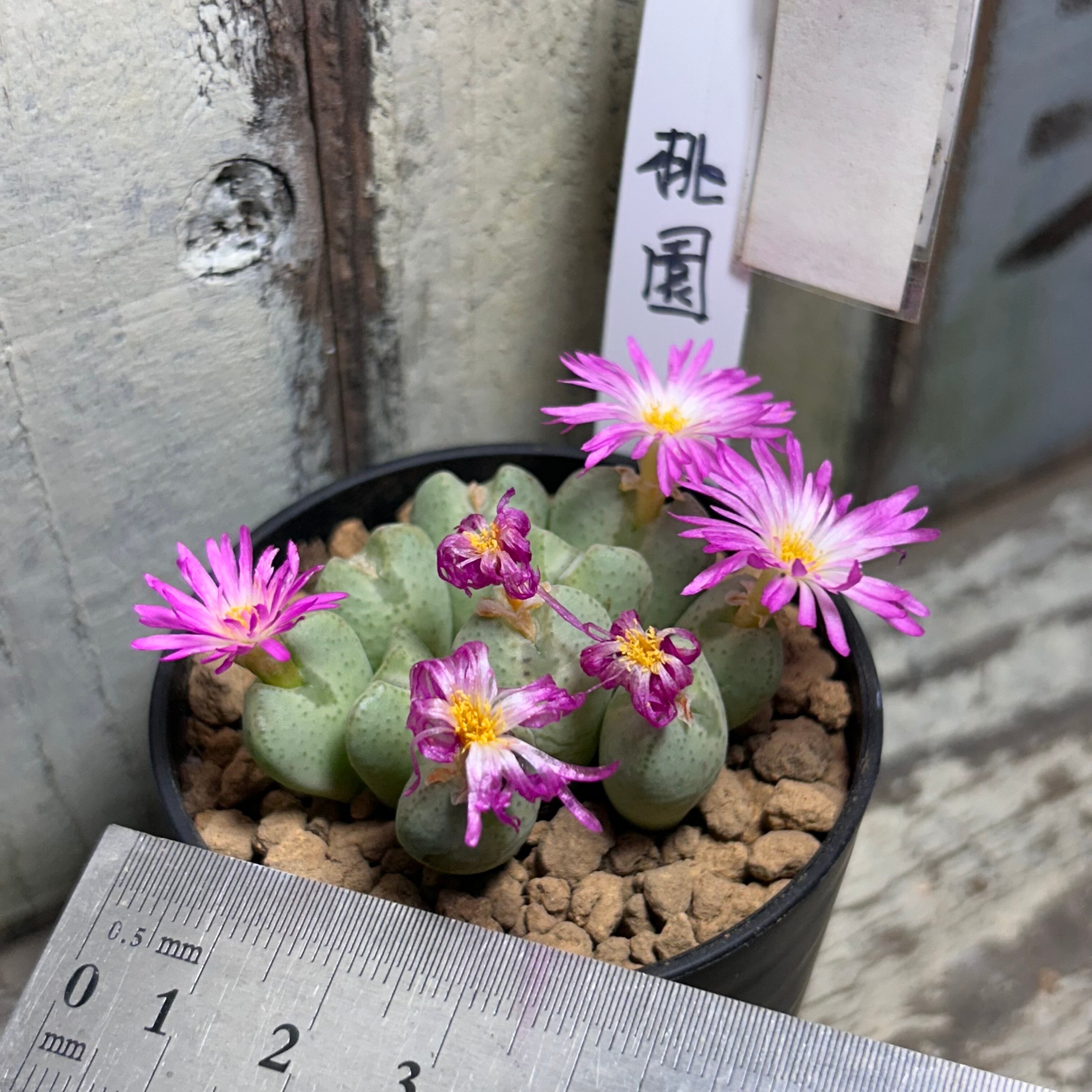 桃園 コノフィツム | RuPo 多肉植物専門店