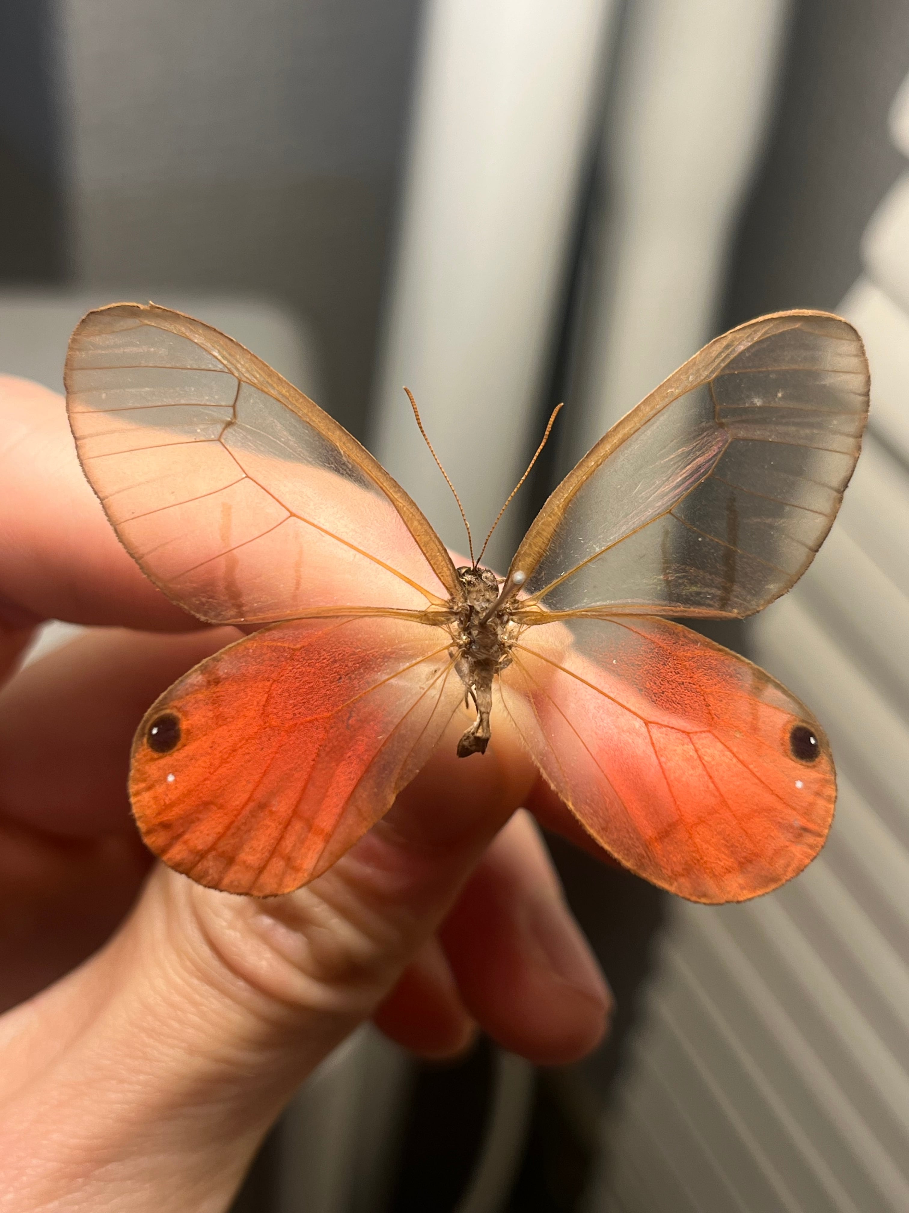 蝶・蛾 | オモニキチュウ