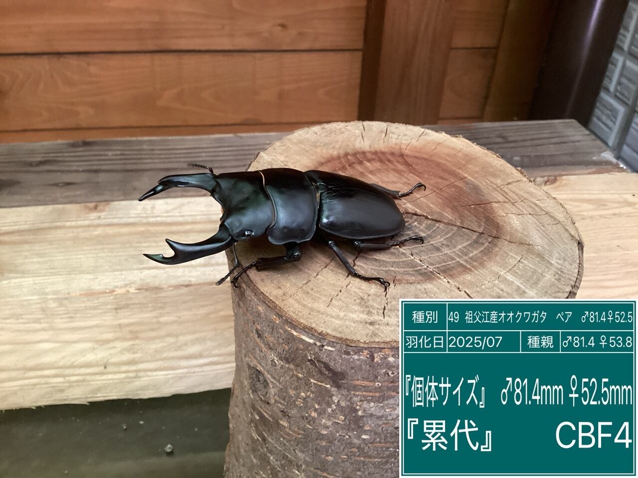 愛知県祖父江産オオクワガタペアNO49 ♂81.4mm♀52.5mm | 国産クワガタ
