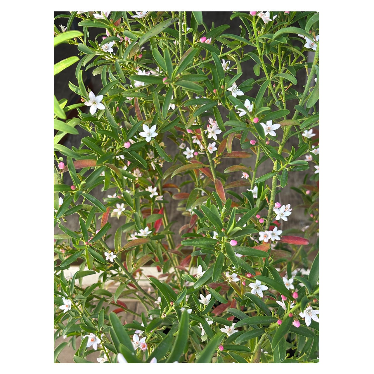 Eriostemon | Seeding