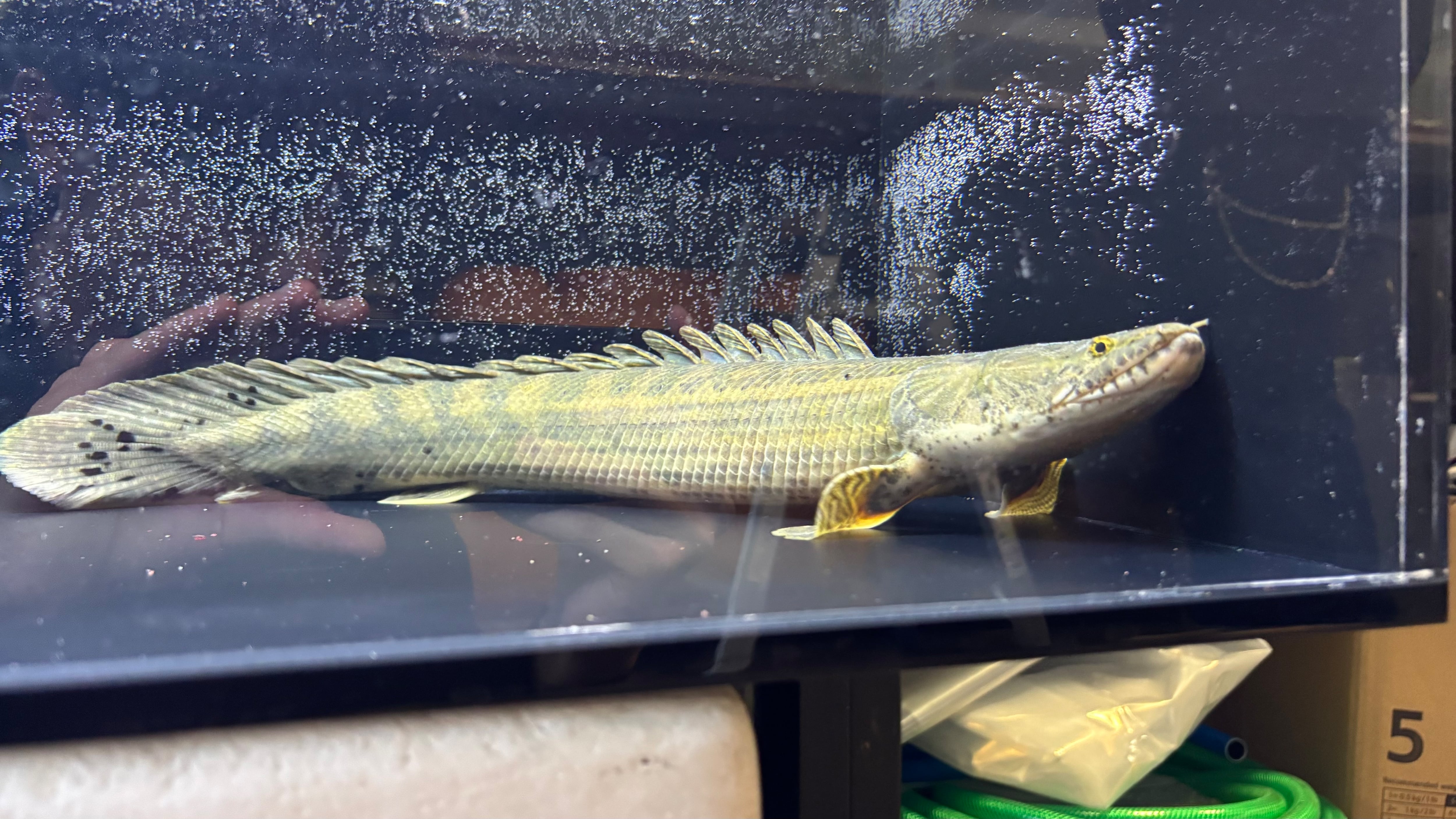 わいるどもんオリジナル 流動式フィルター用 砂 ポンプ ホース セット